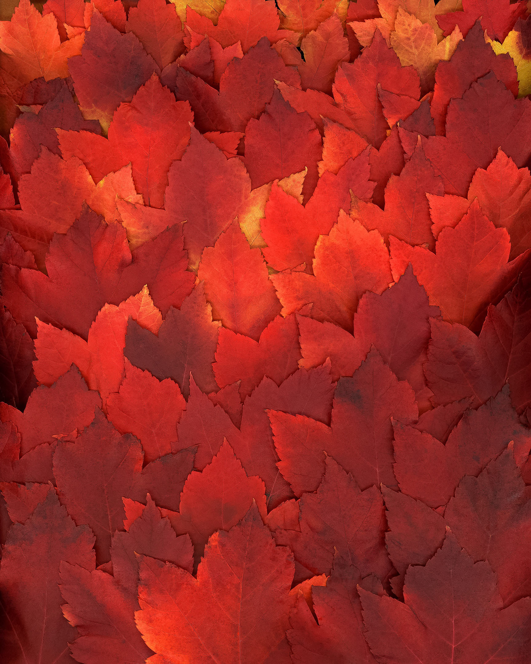 Photograph of overlapping, bright amber maples leaves.