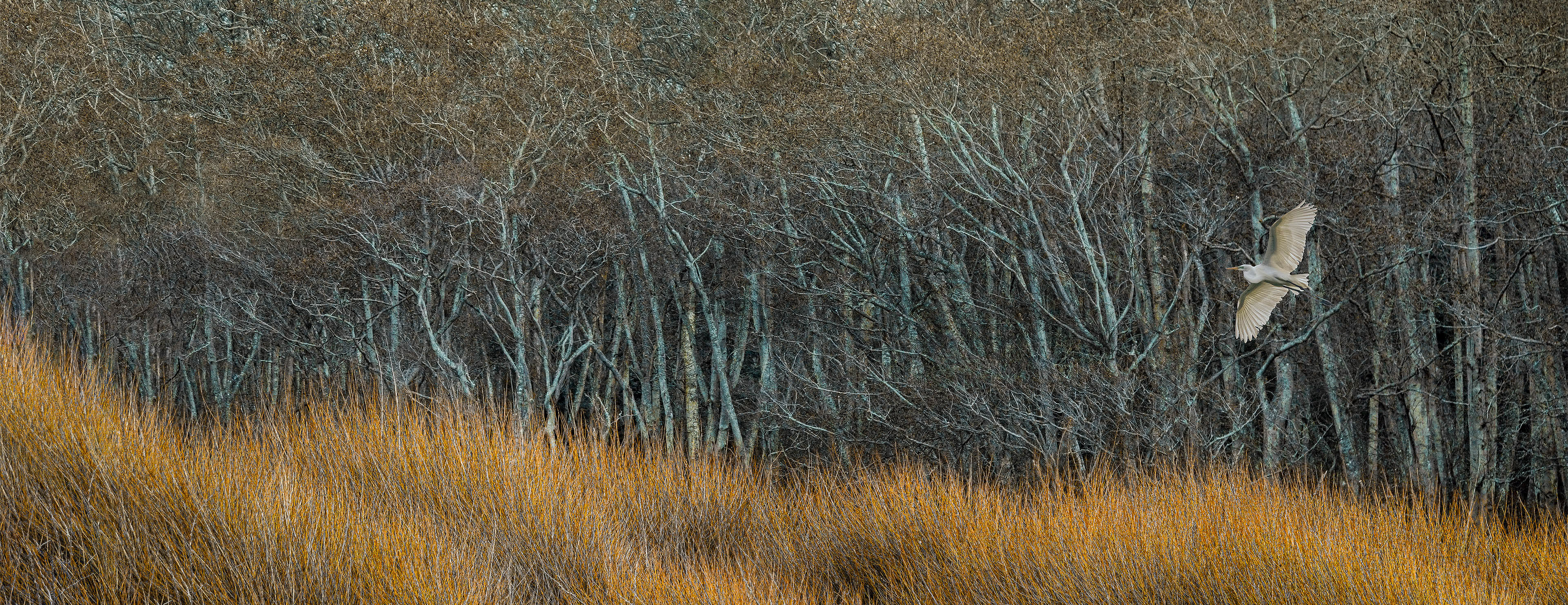 Great Heron Taking Flight Over a Grassy Marsh