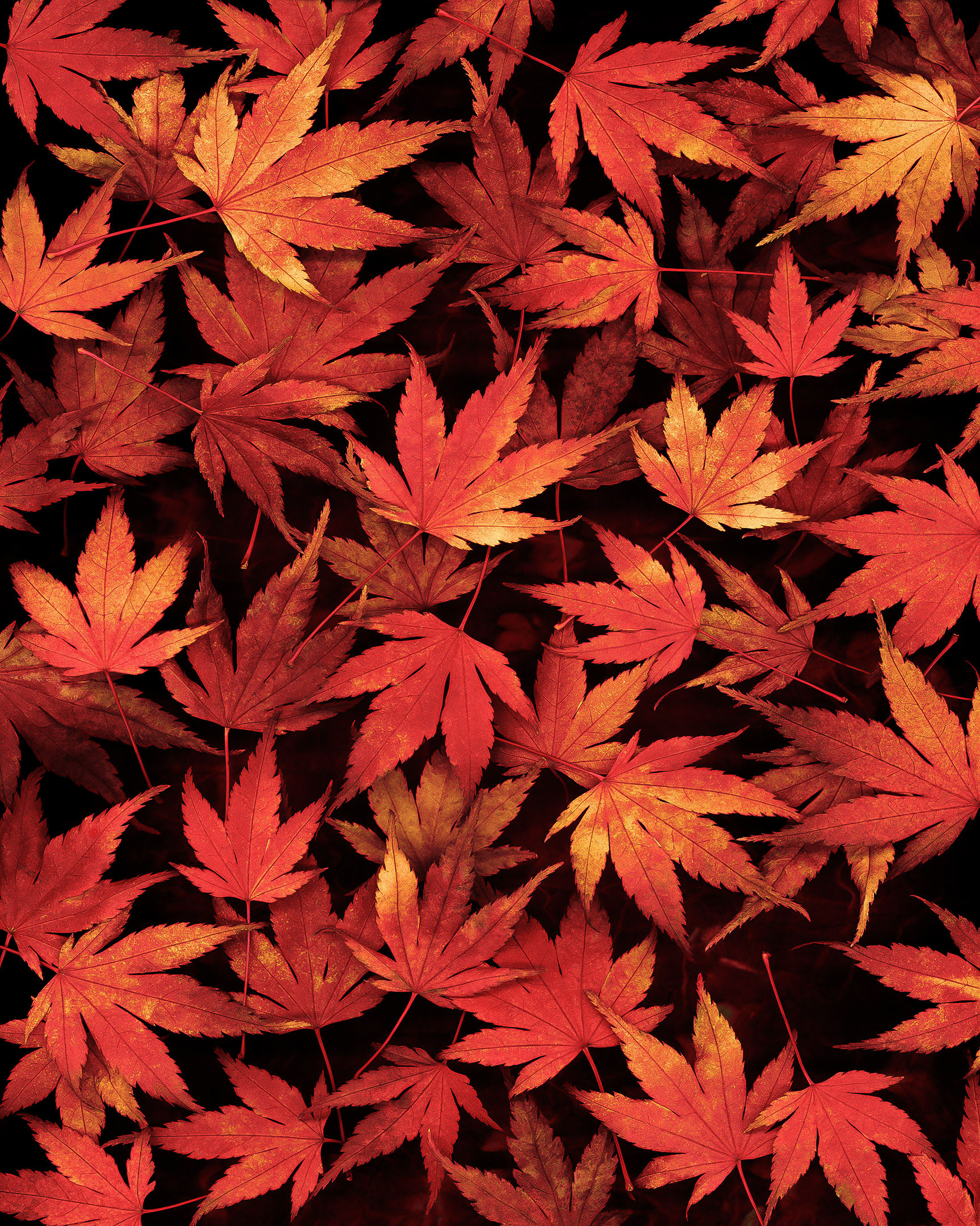Photograph of amber colored Japanese maple leaves