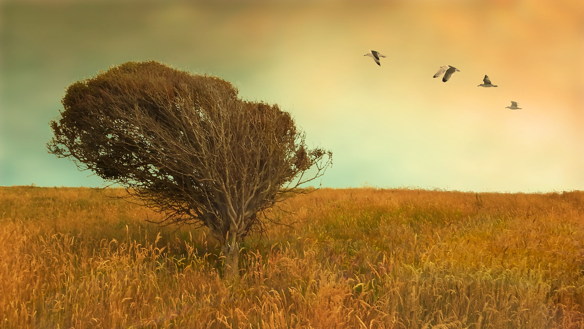 Photograph of a lone tree standing in a field of summer grass