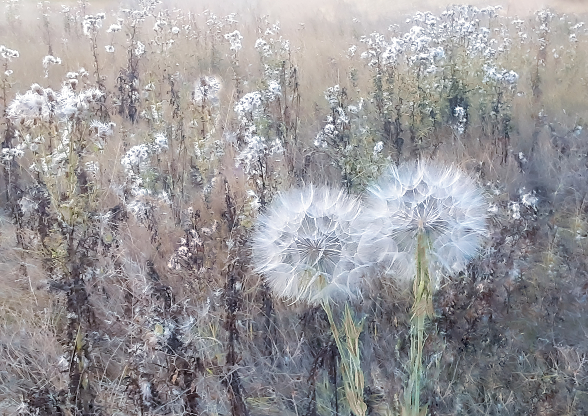 Two dandelions positioned side-by-side in a field of grass.