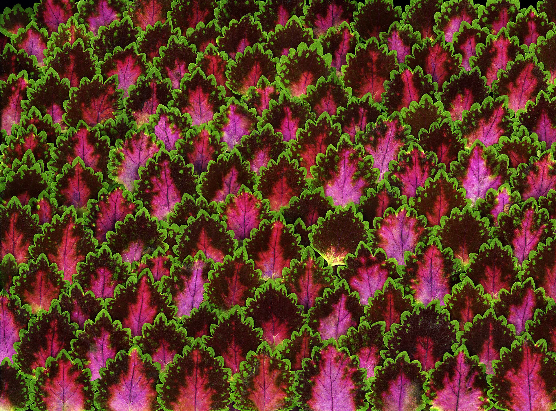 Abstract close-up photograph of brightly colored pink, violet and green leaves.