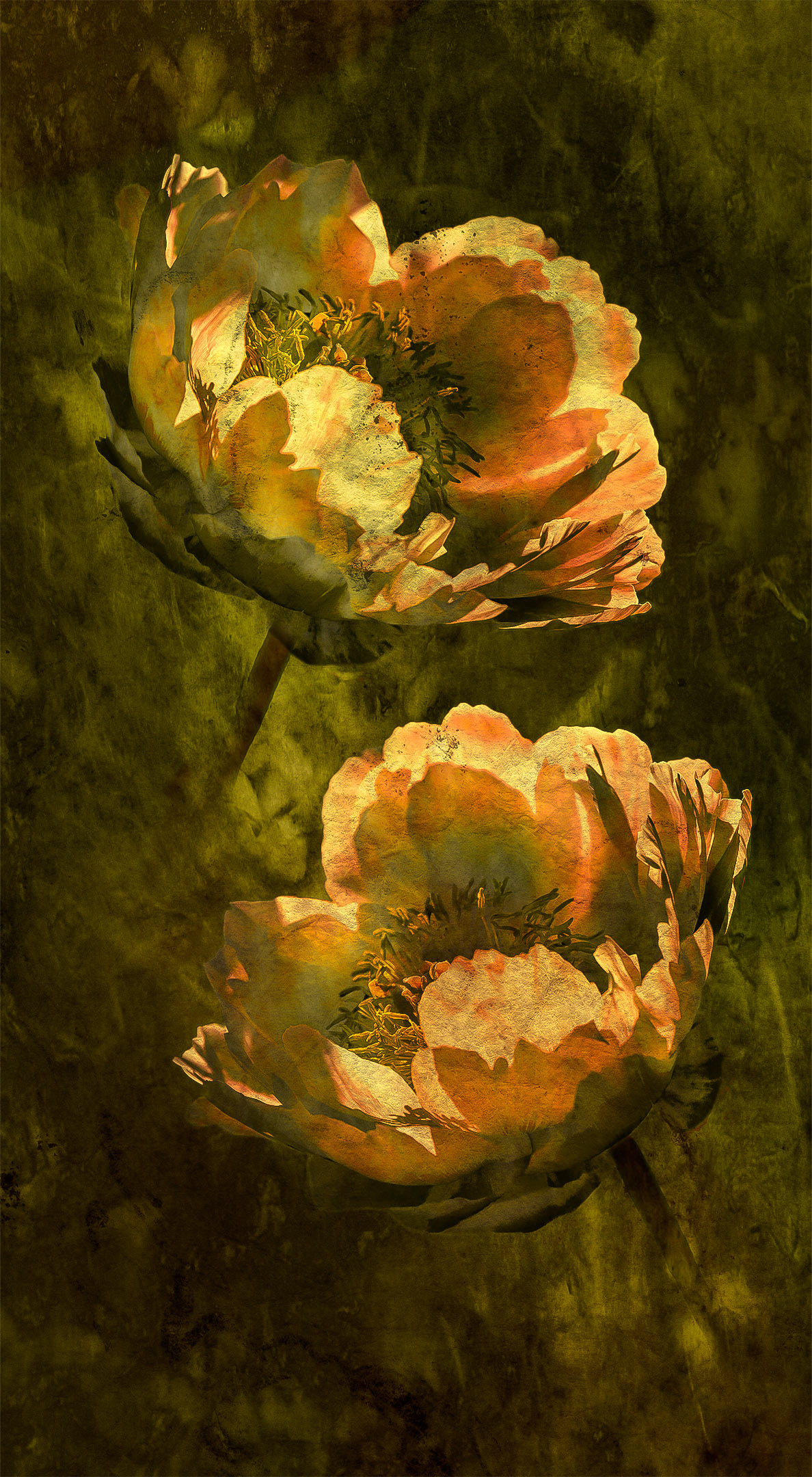 Photograph of two yellow colored peonies against a deep green garden background.