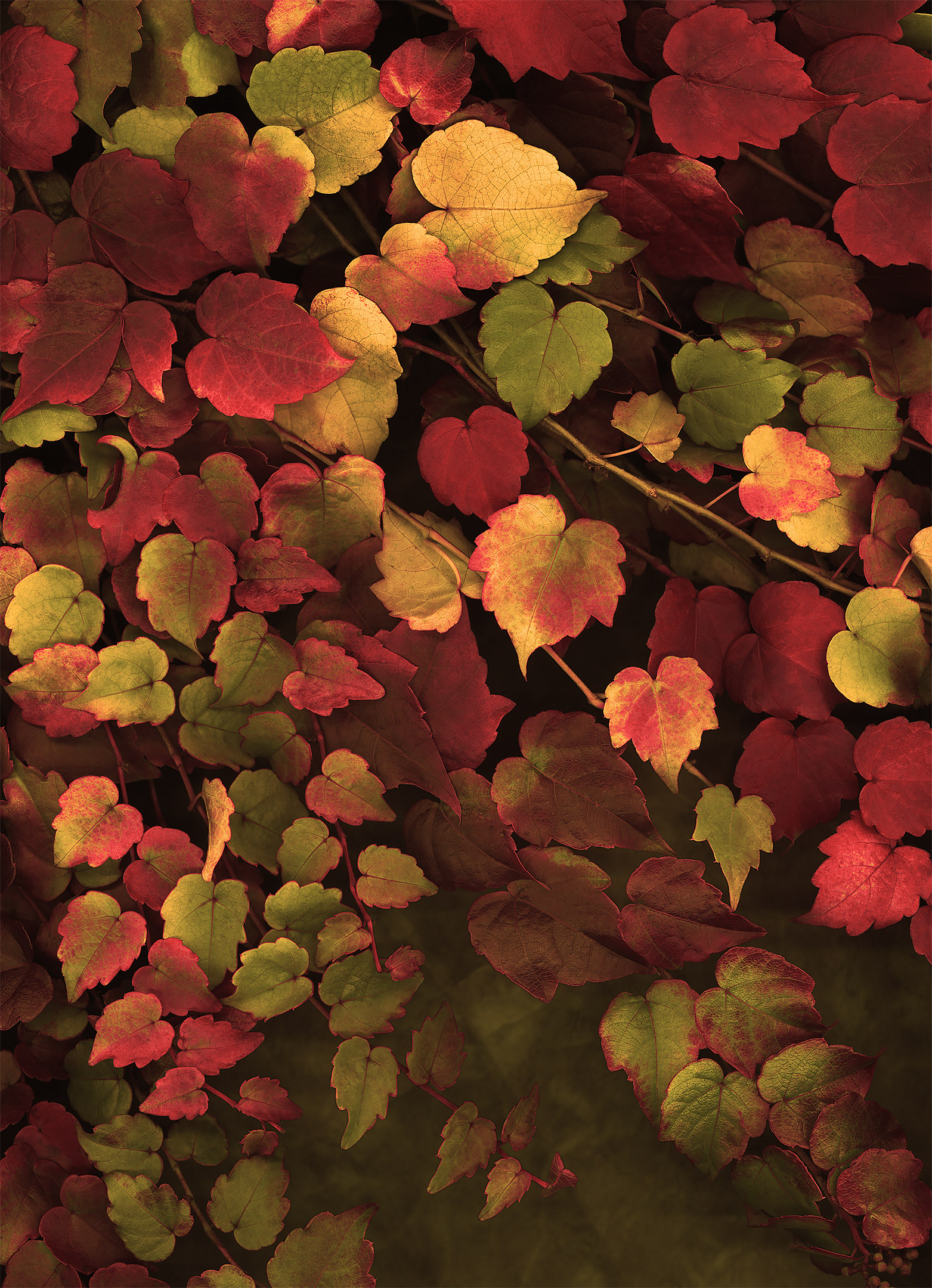 Soft light falling on crimson and green colored autumn vines