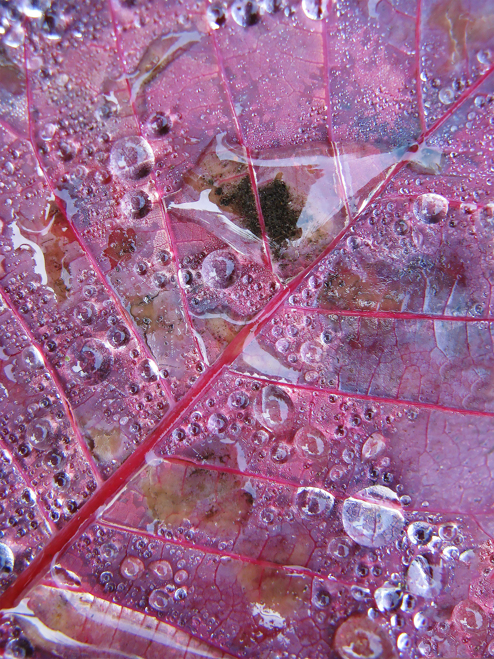 Close-up photography of a bright pink colored maple leaf with water droplets. 