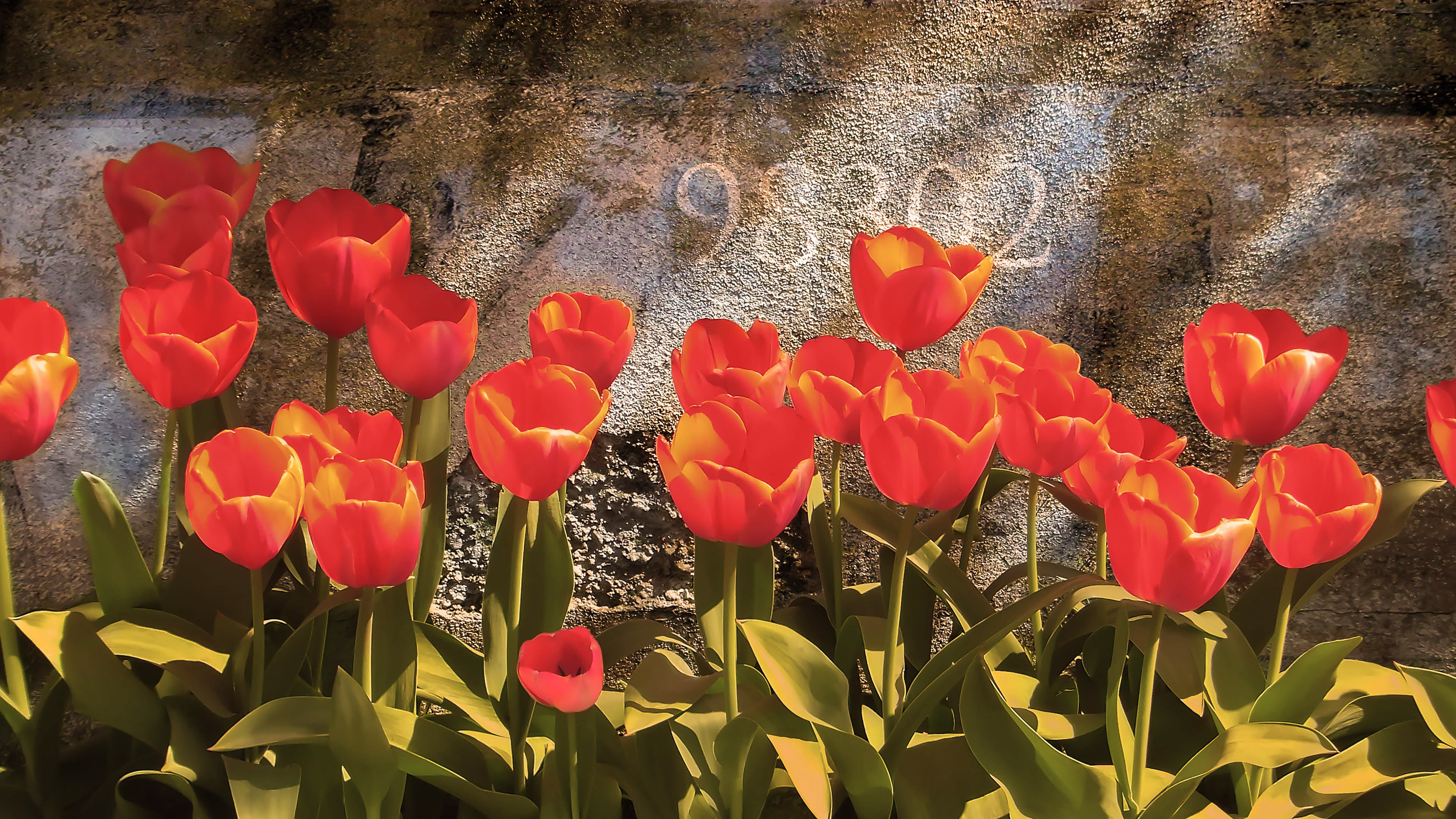 Photograph of a row of orange colored tulips in soft summer light.
