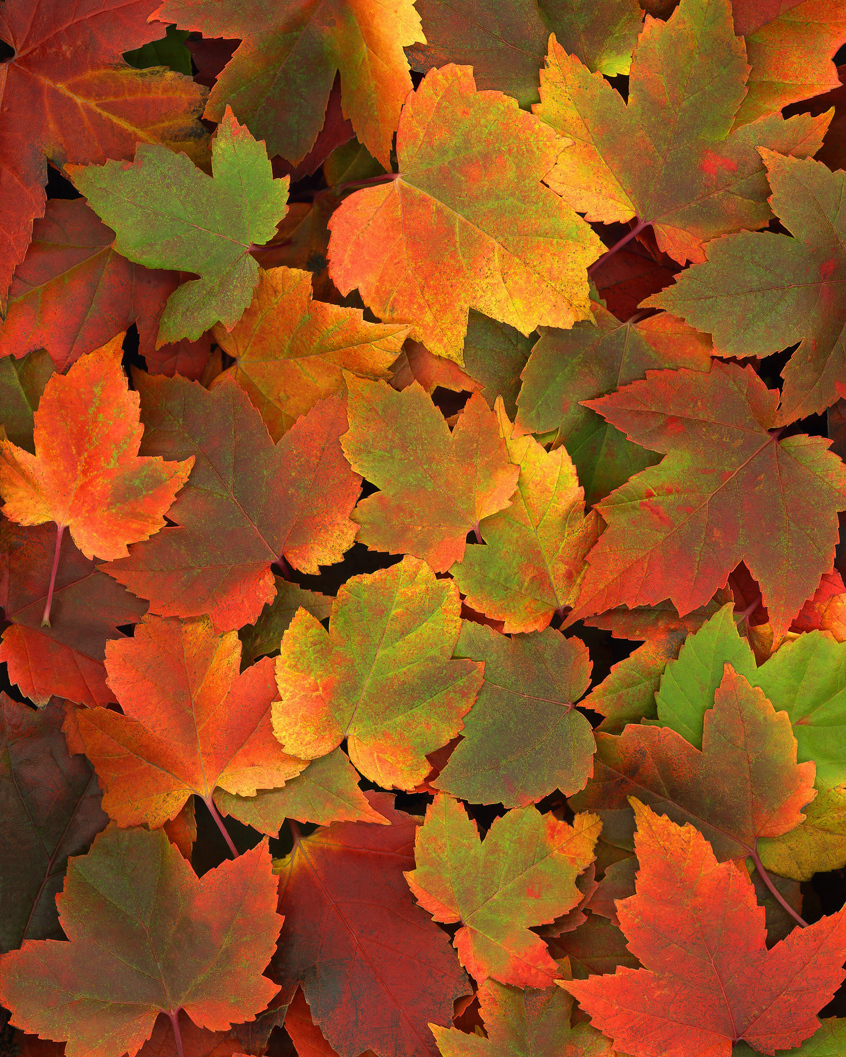 Photograph of brightly colored autumn maple leaves.