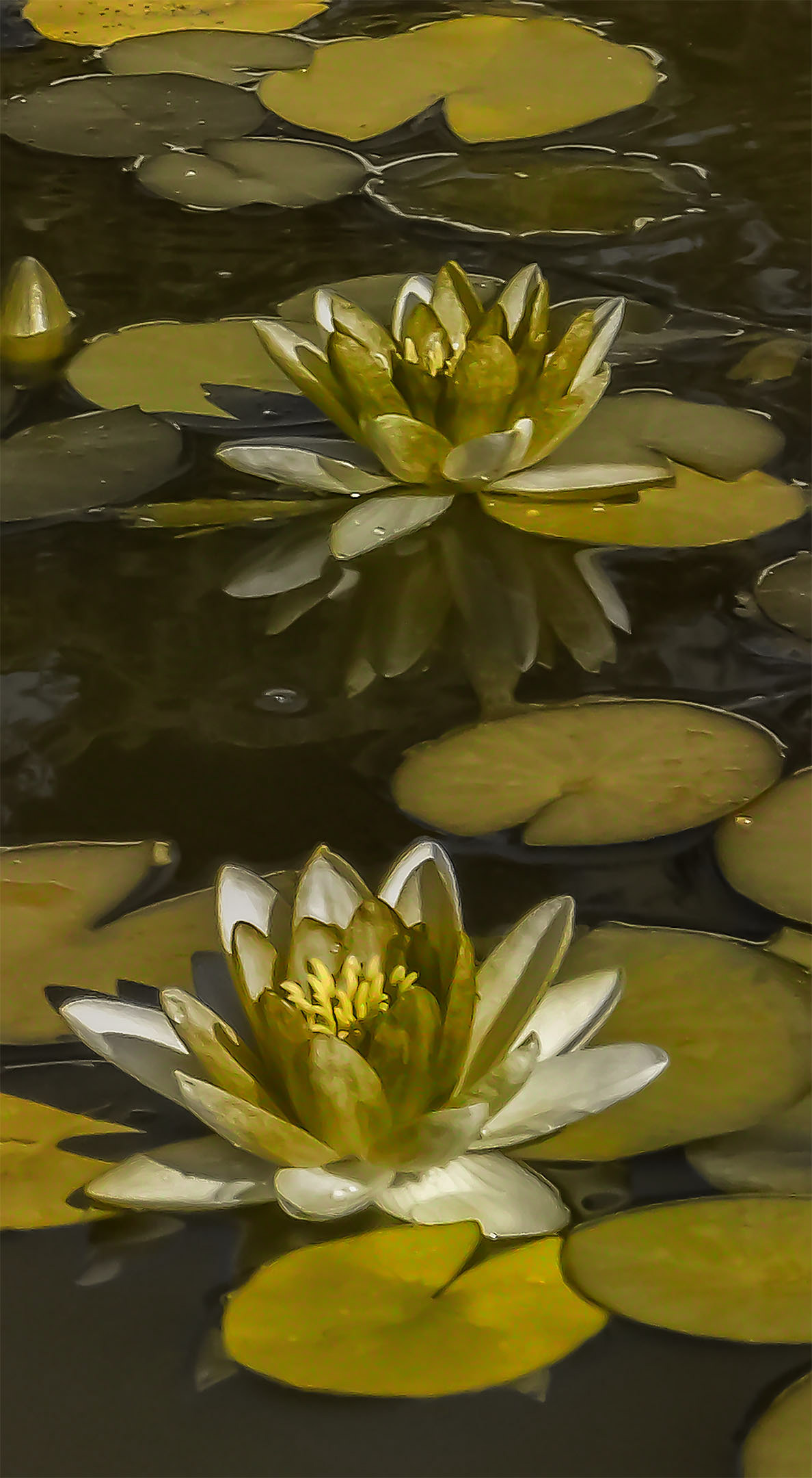 Photograph of two water lilies floating on a garden pond.