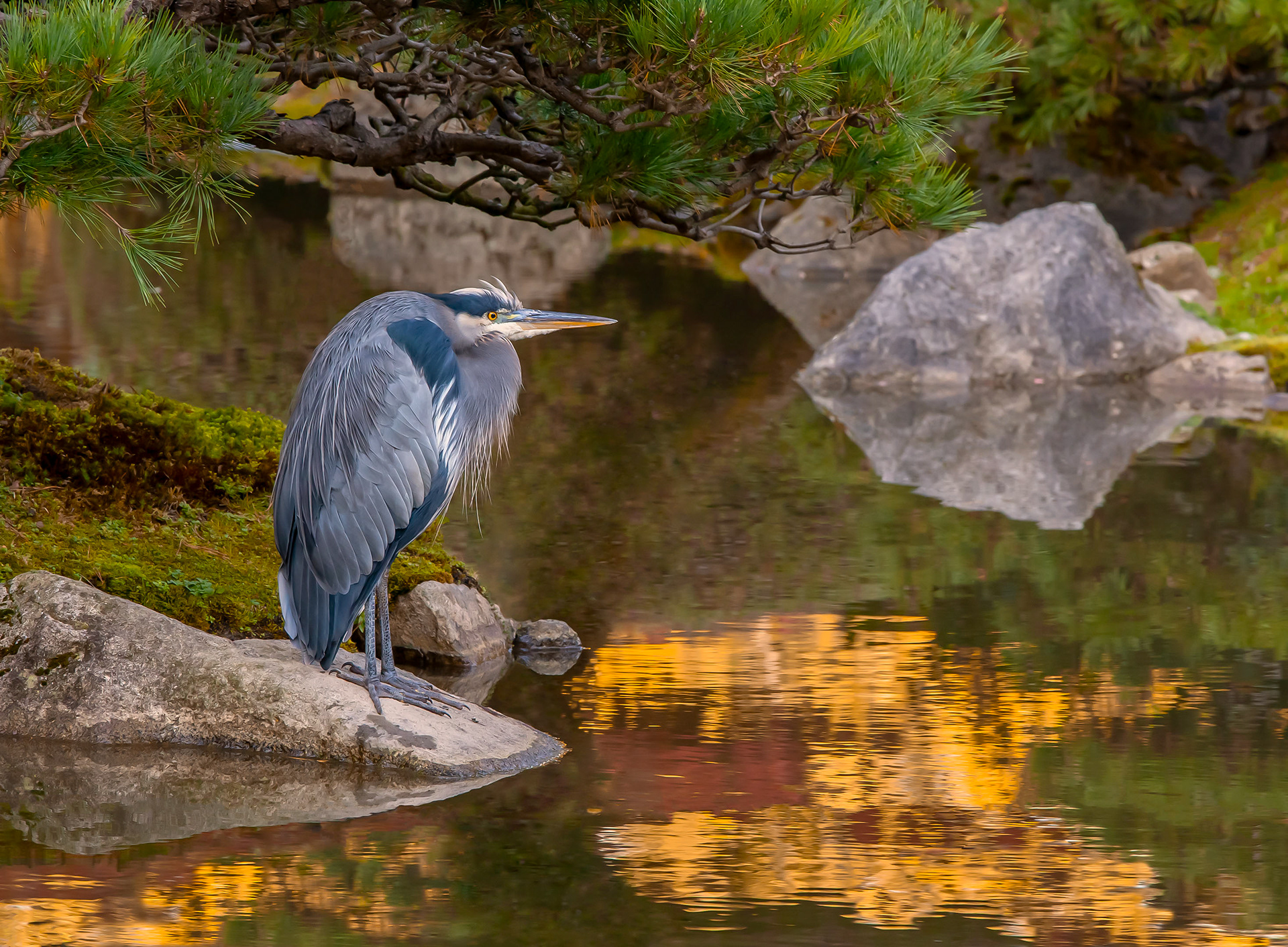 Photograph of a blue heron sitting on a rock beside a garden pond.