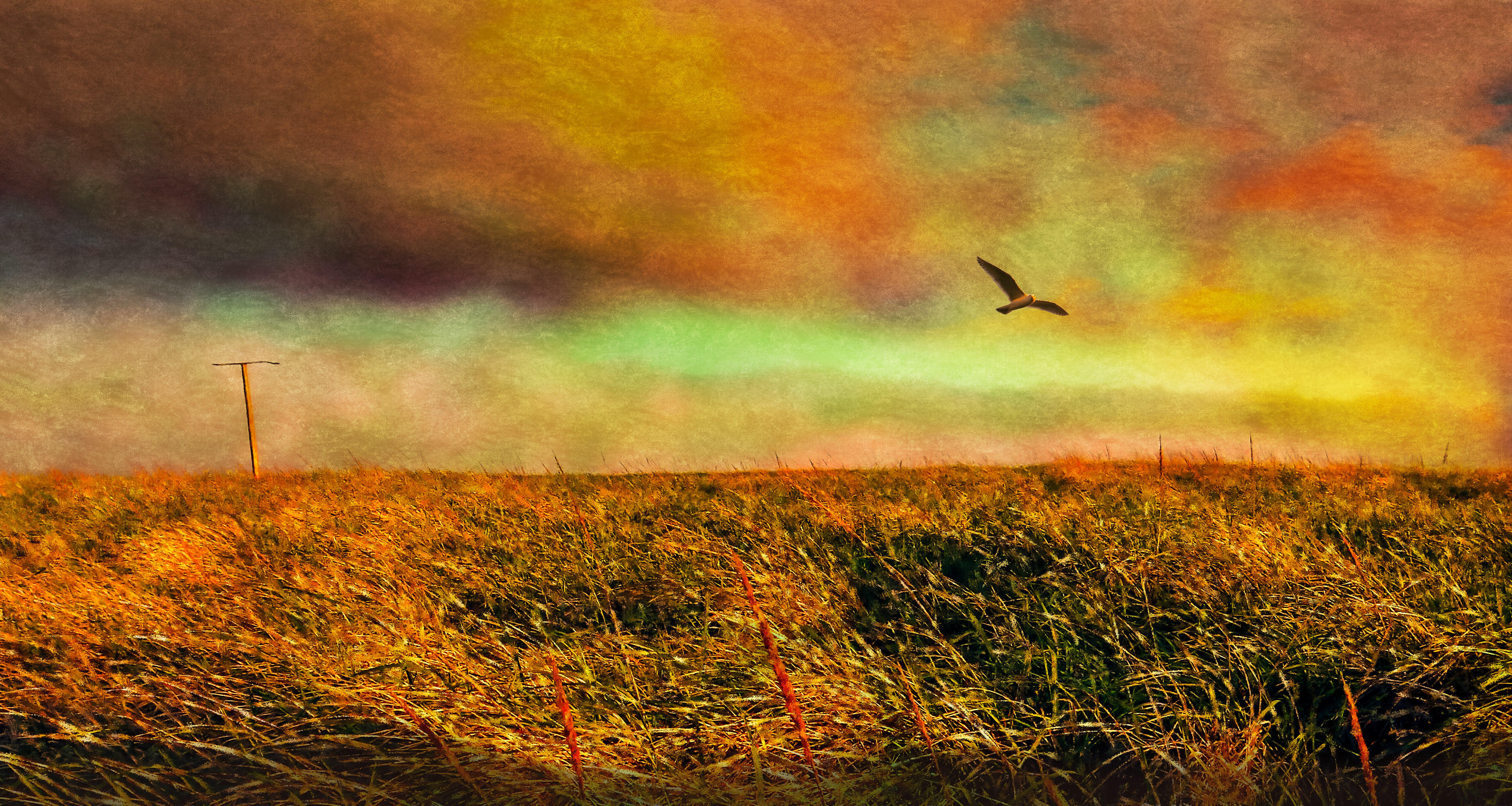 Digital oil painting of a field of golden colored grass with a seagull flying overhead.