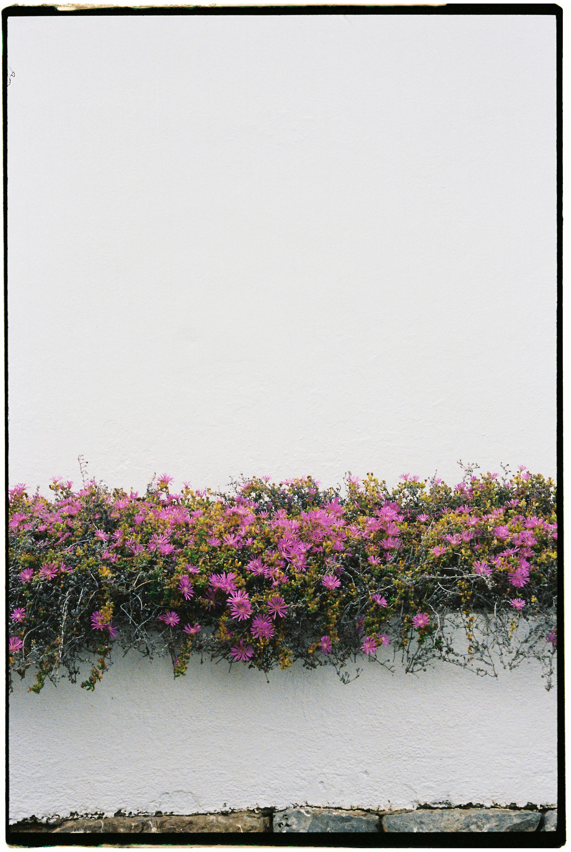 Eivissa, primavera