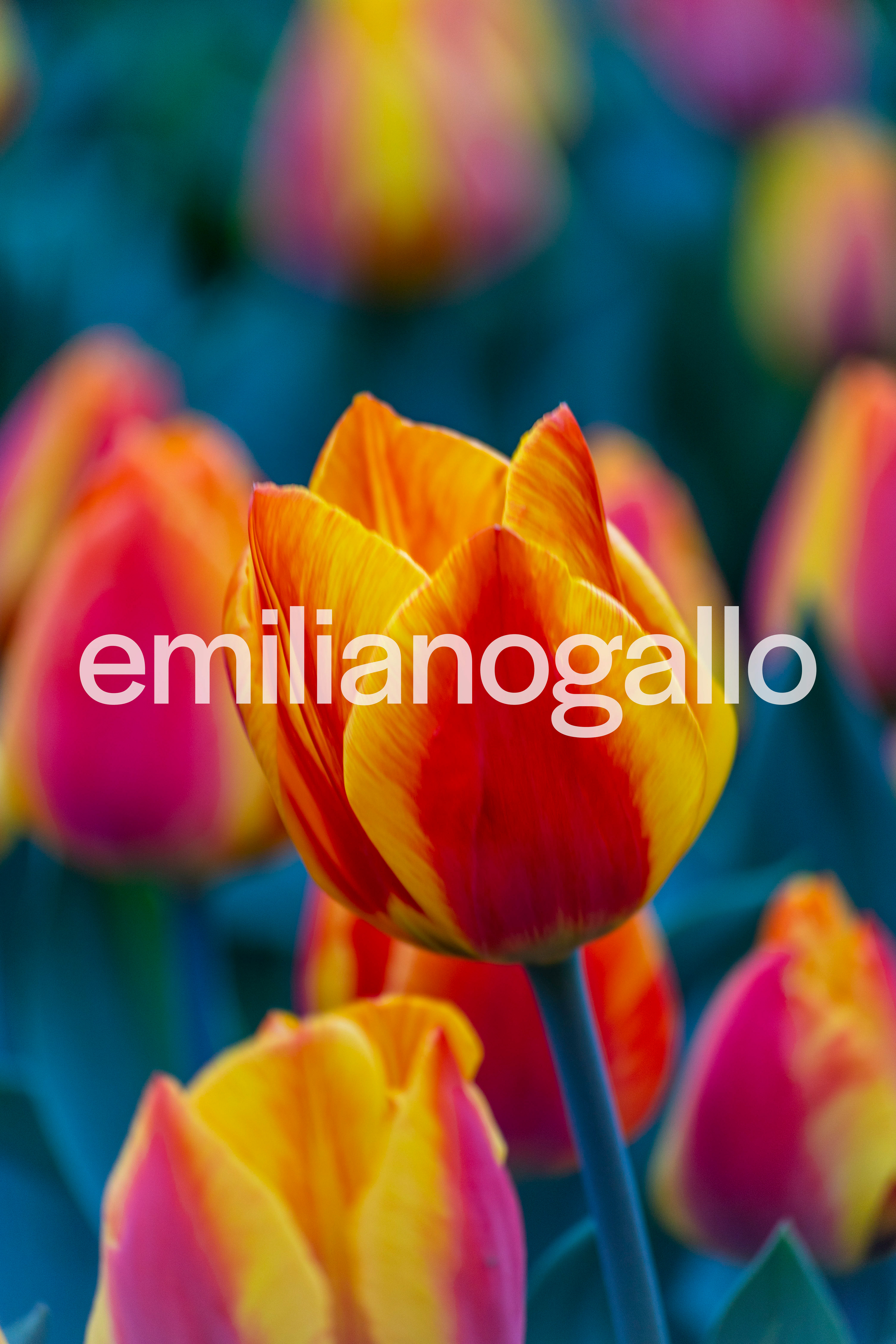 Messer Tulipano @ Eataly Lingotto // Turin, Italy
