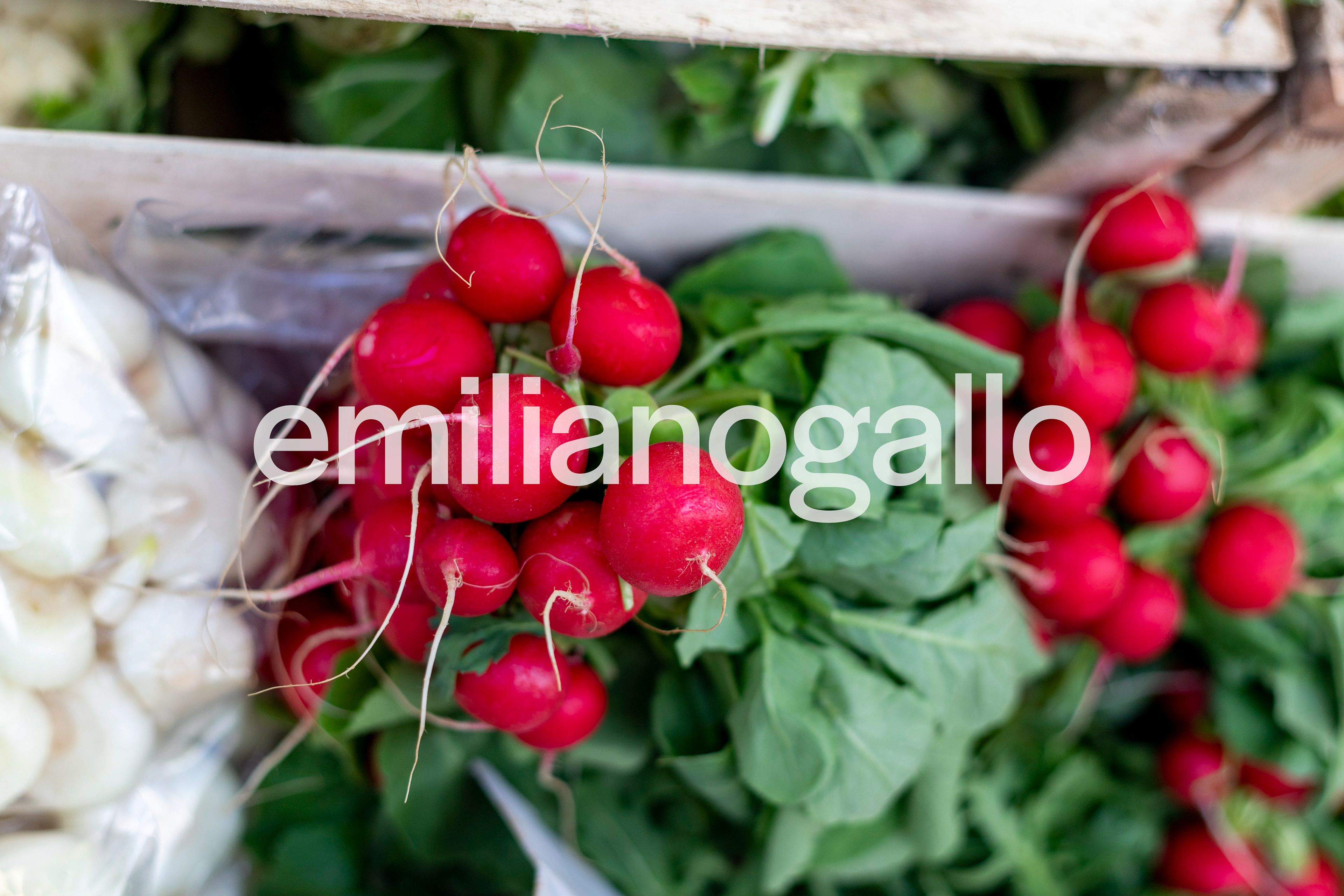 Radish / Rome, Italy