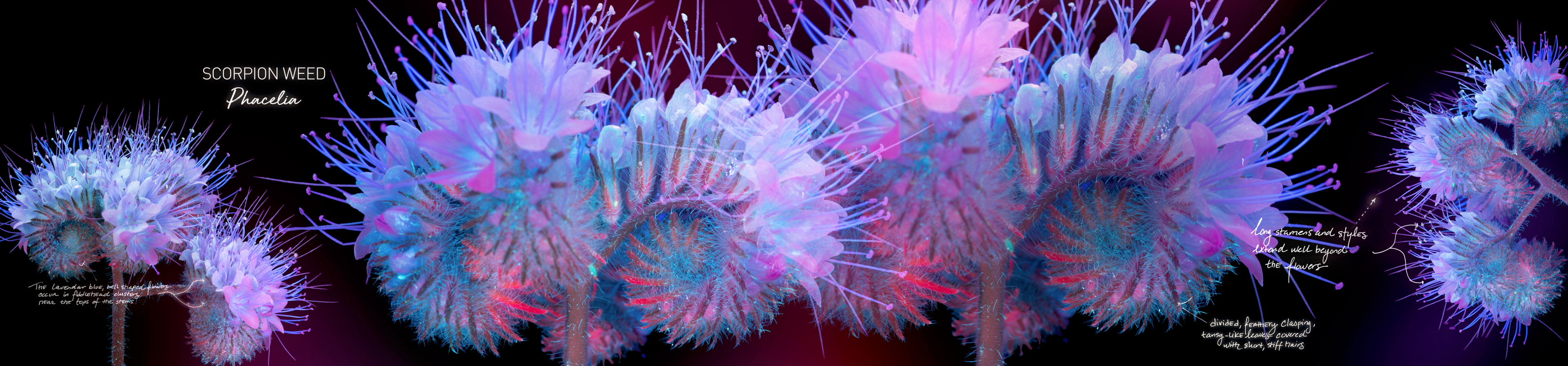 Design, animation and content development for LED video wall