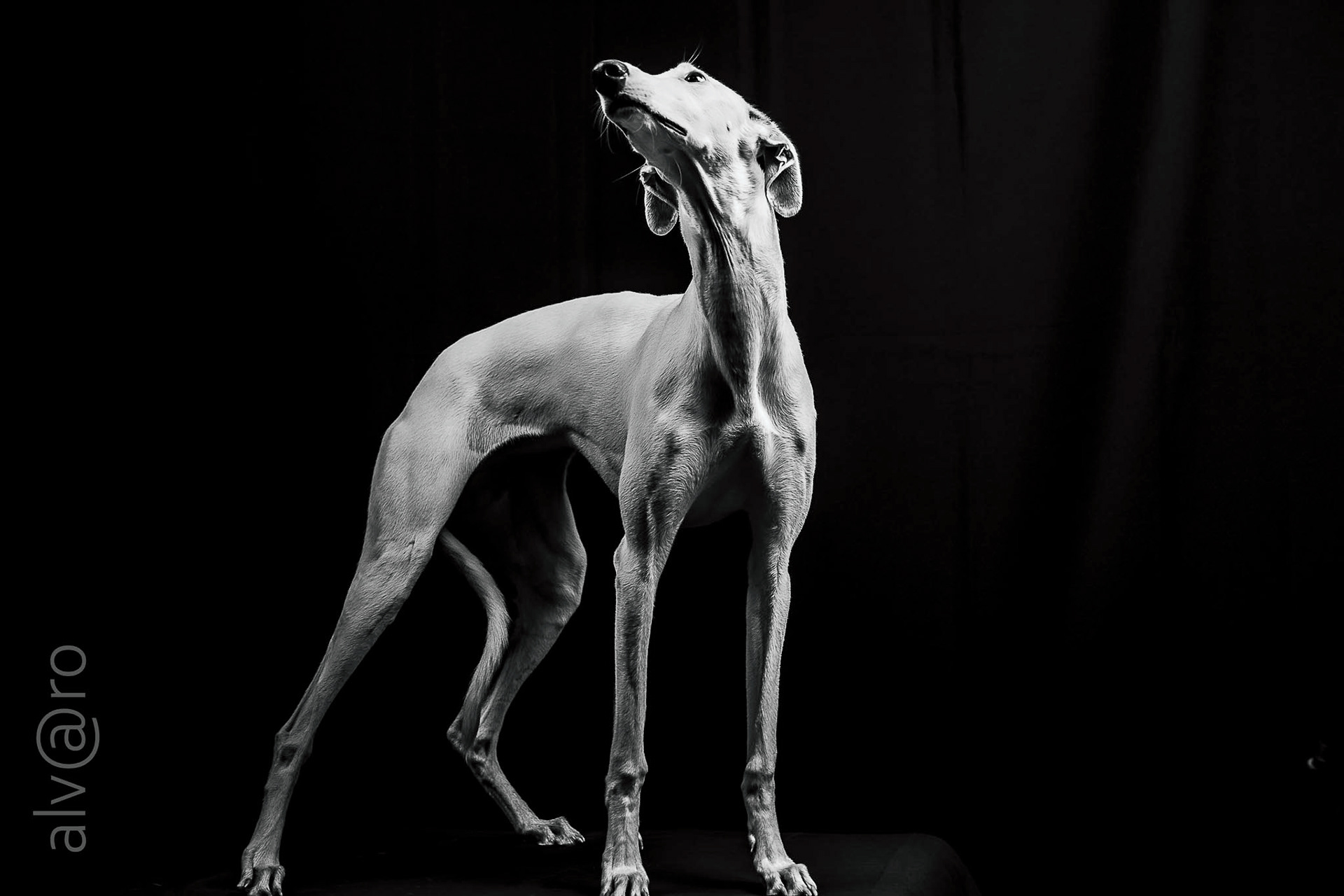 Alba - The Greyhound
