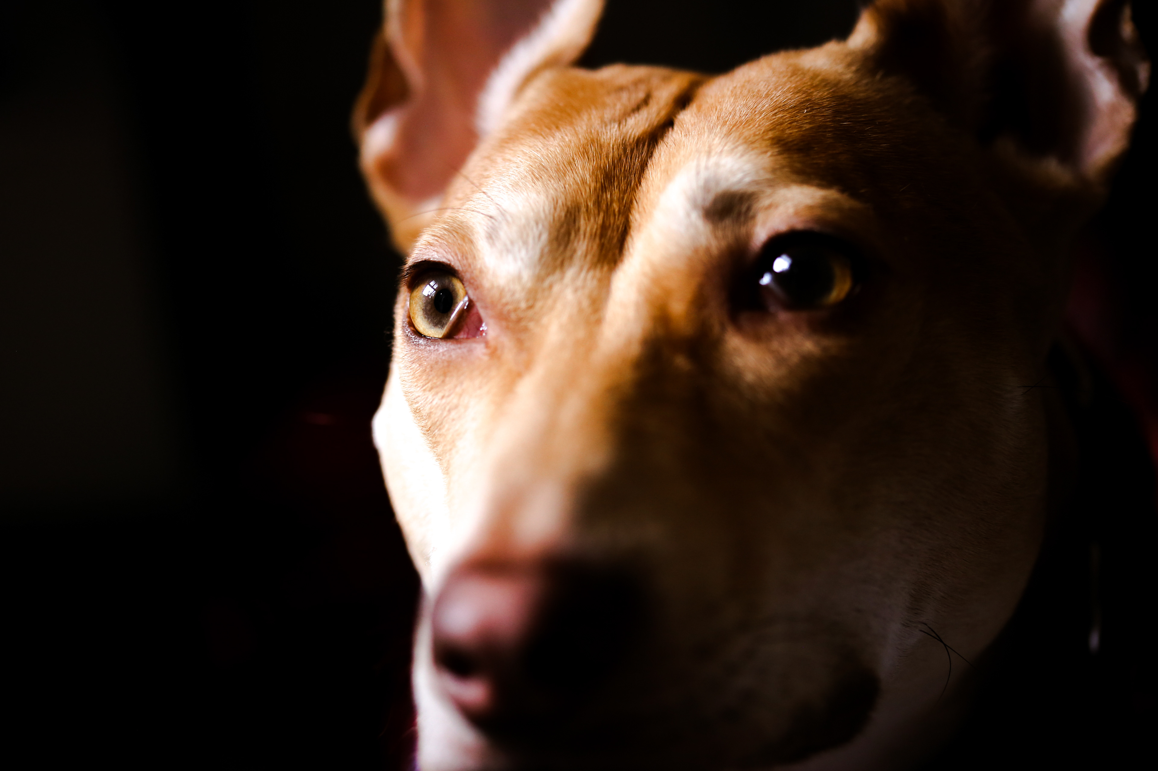 Frankie
