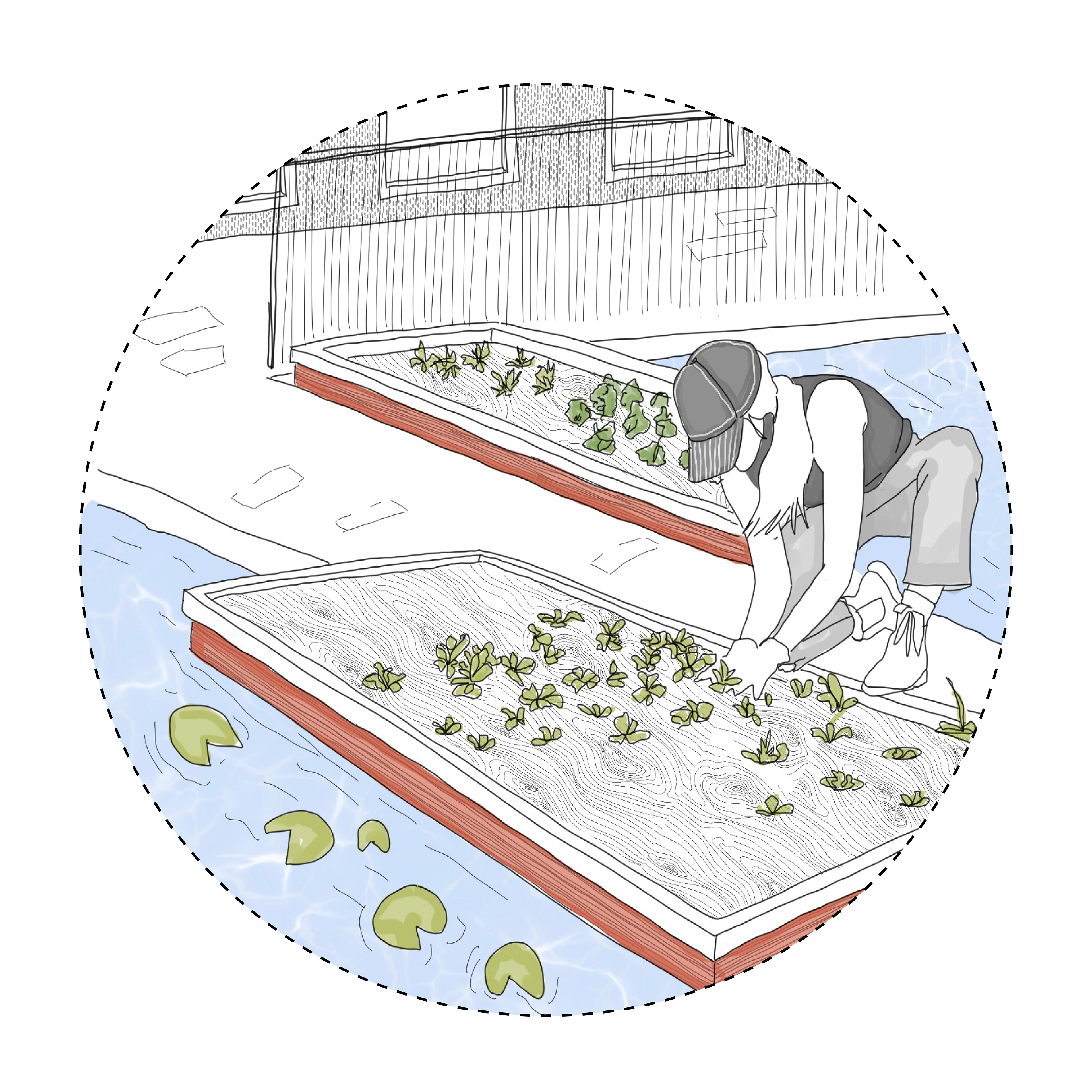 Aquaponic Farming