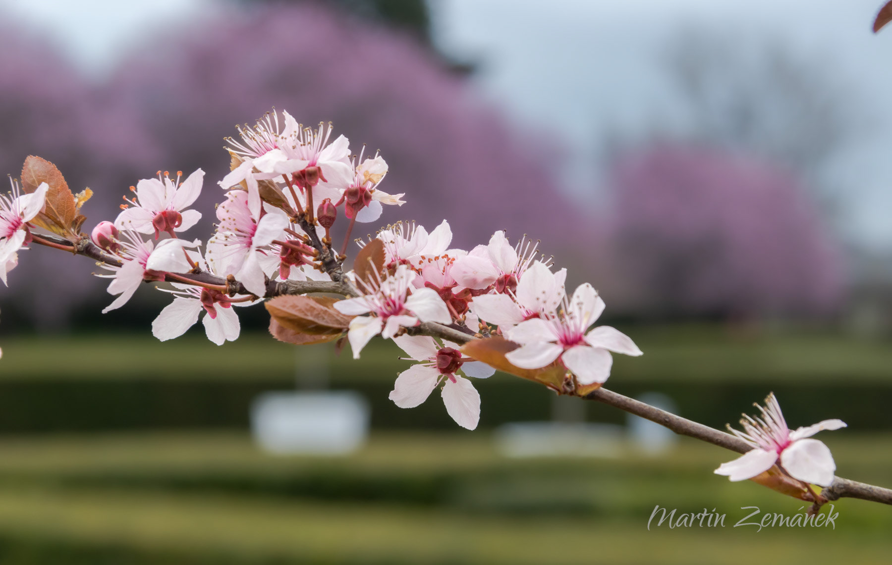 Trojský zámek - květ sakury