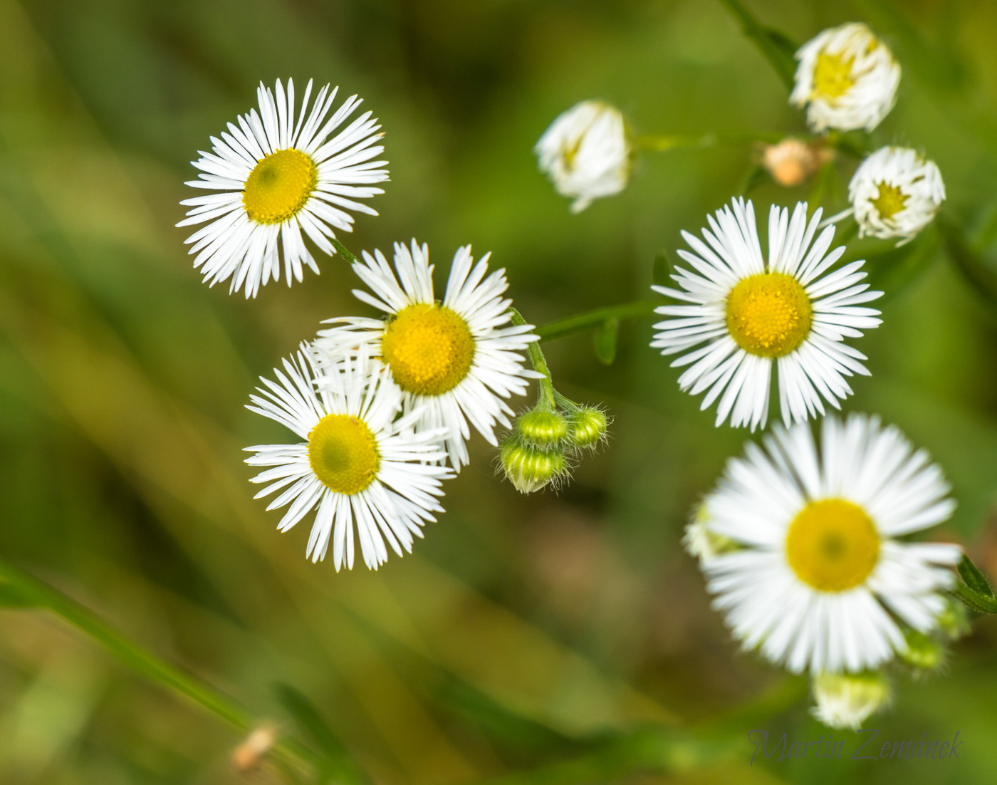 Moravské Toskánsko - sedmikrásky