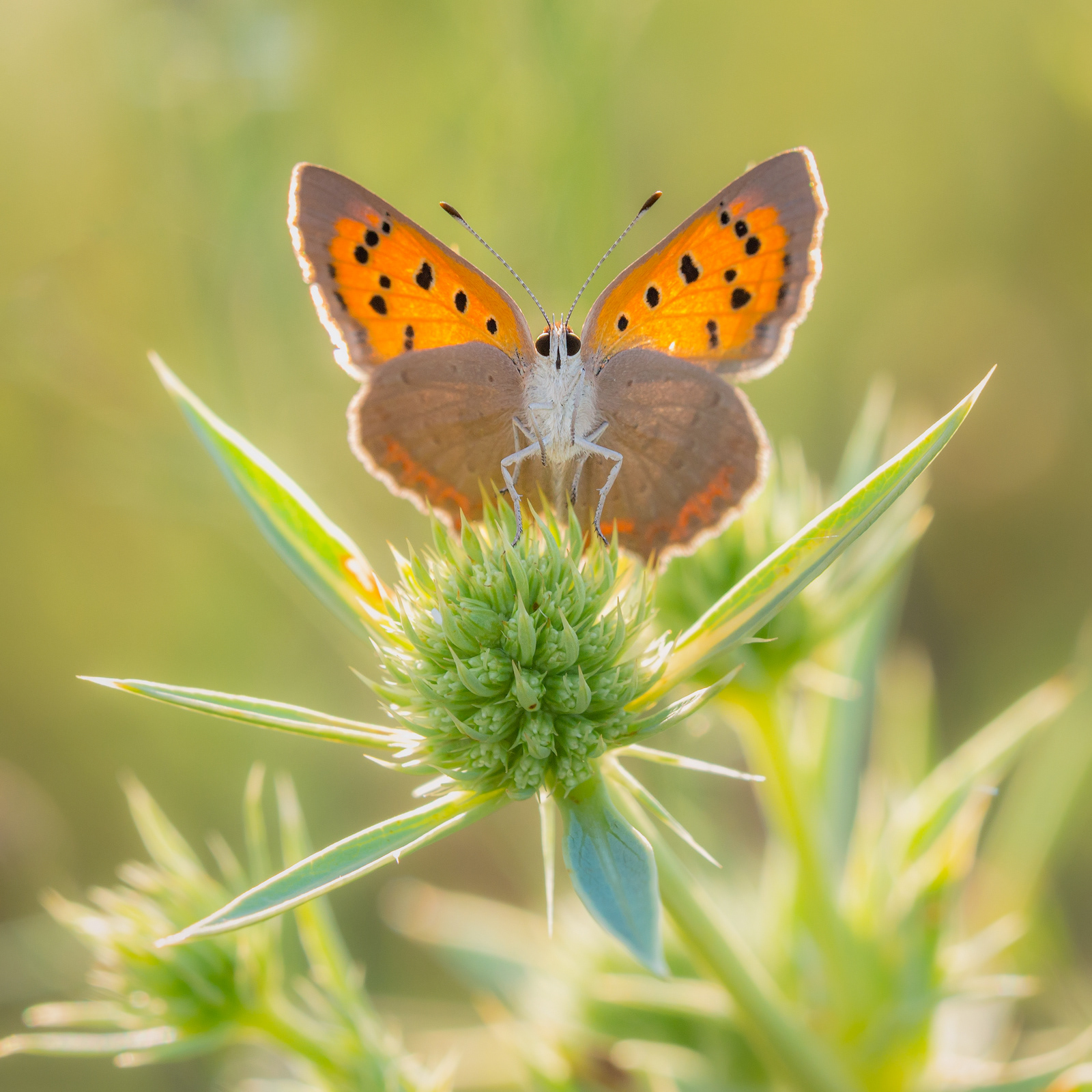 El empoderamiento de la Lycaena
