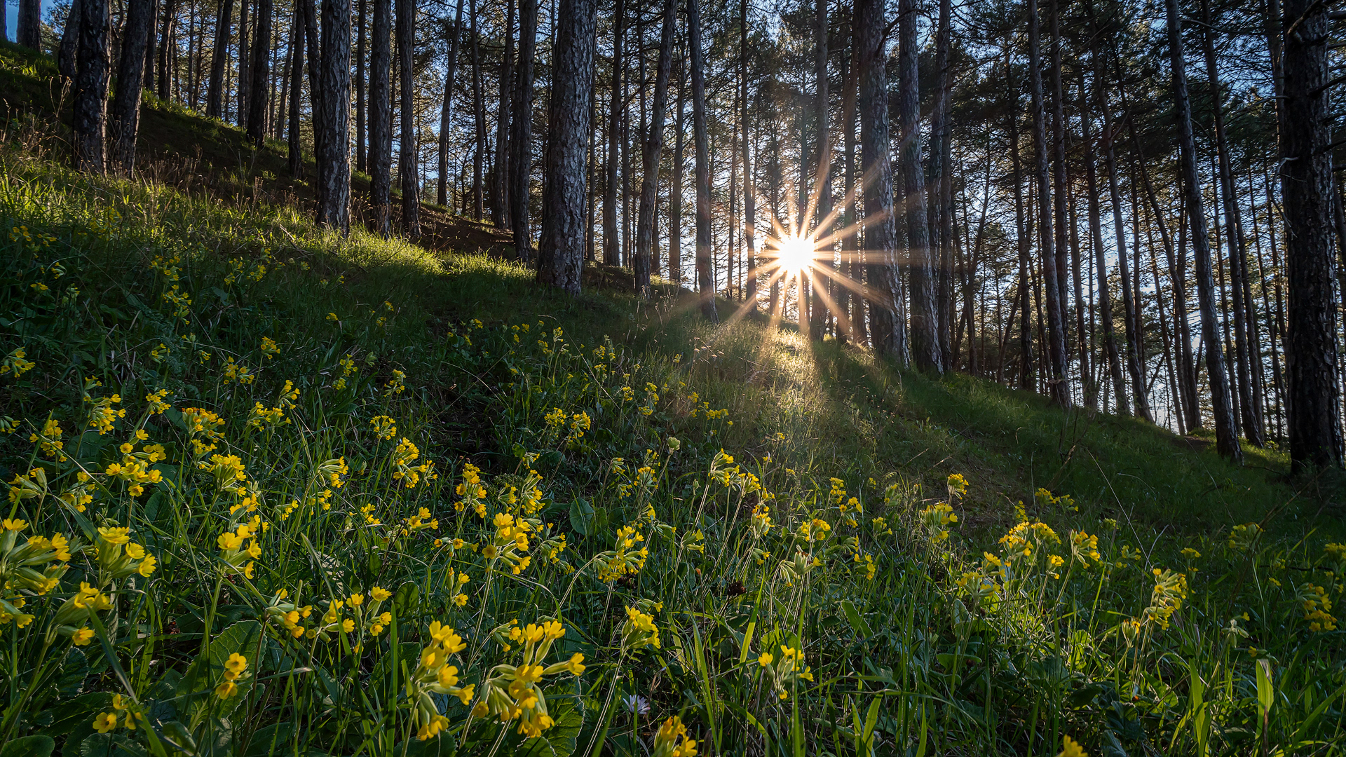 Prímulas en Los Pinos de La Candamia