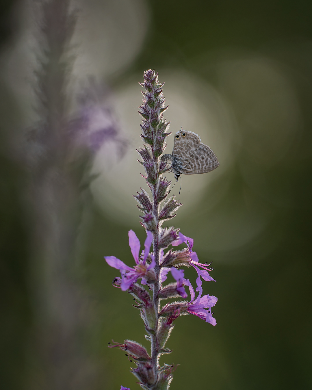 Leptotes ovopositando
