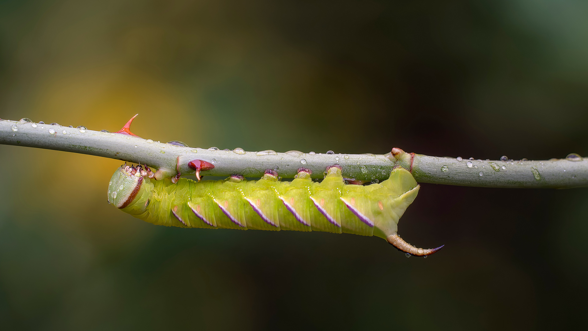 La esfinge del aligustre