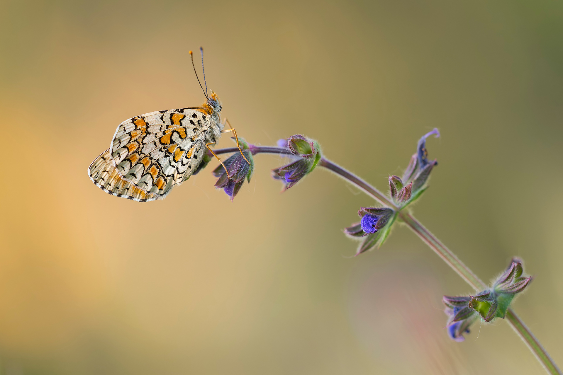 Melitaea "en su sitio"
