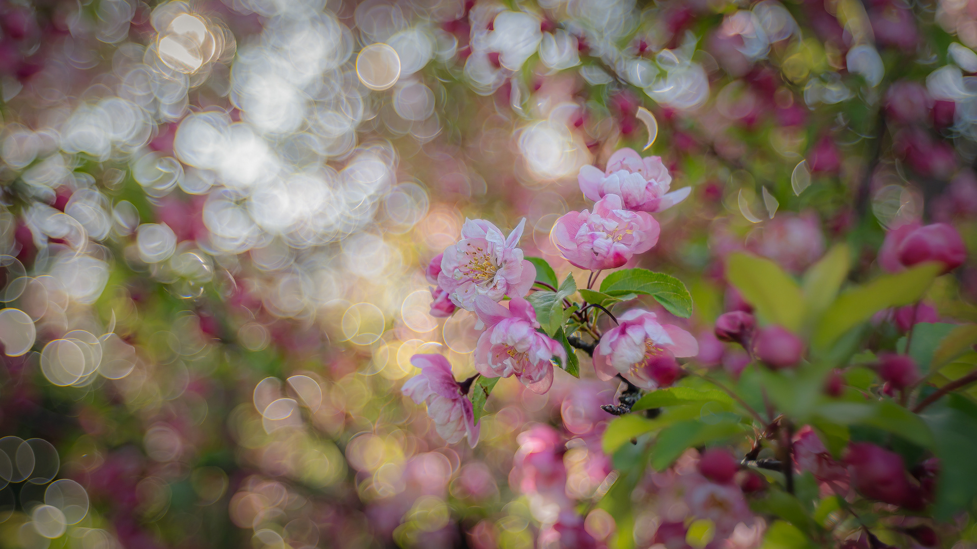 Desenfoques primaverales