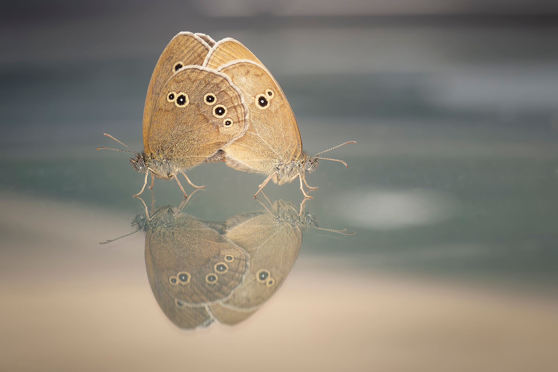 Reflejo de sortijitas