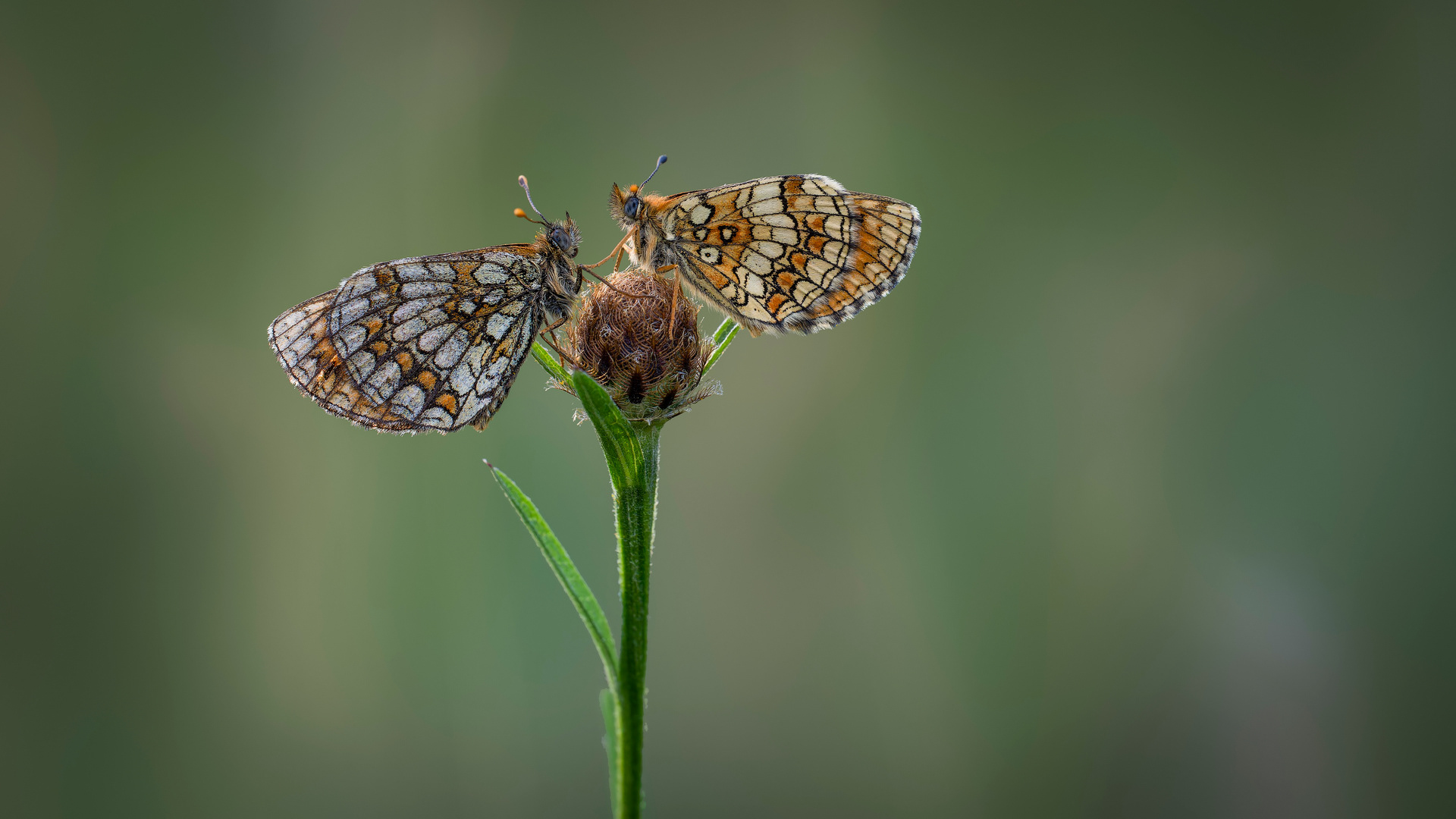 De la vieja, la conseja