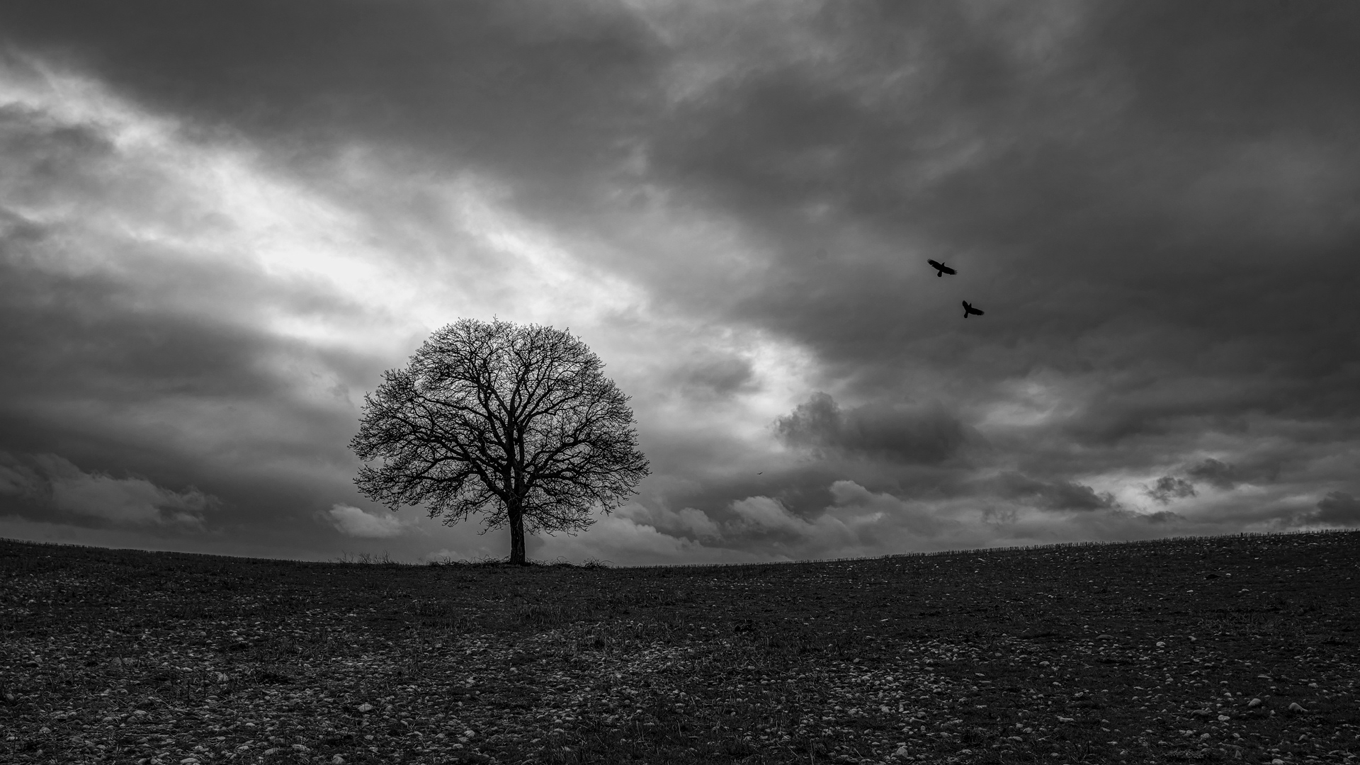 El solitárbol de Ardón en blanco y negro