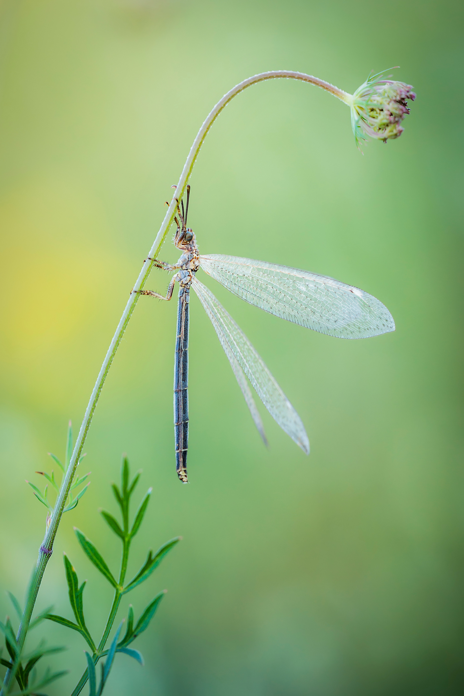 Es de León, pero no es hormiga