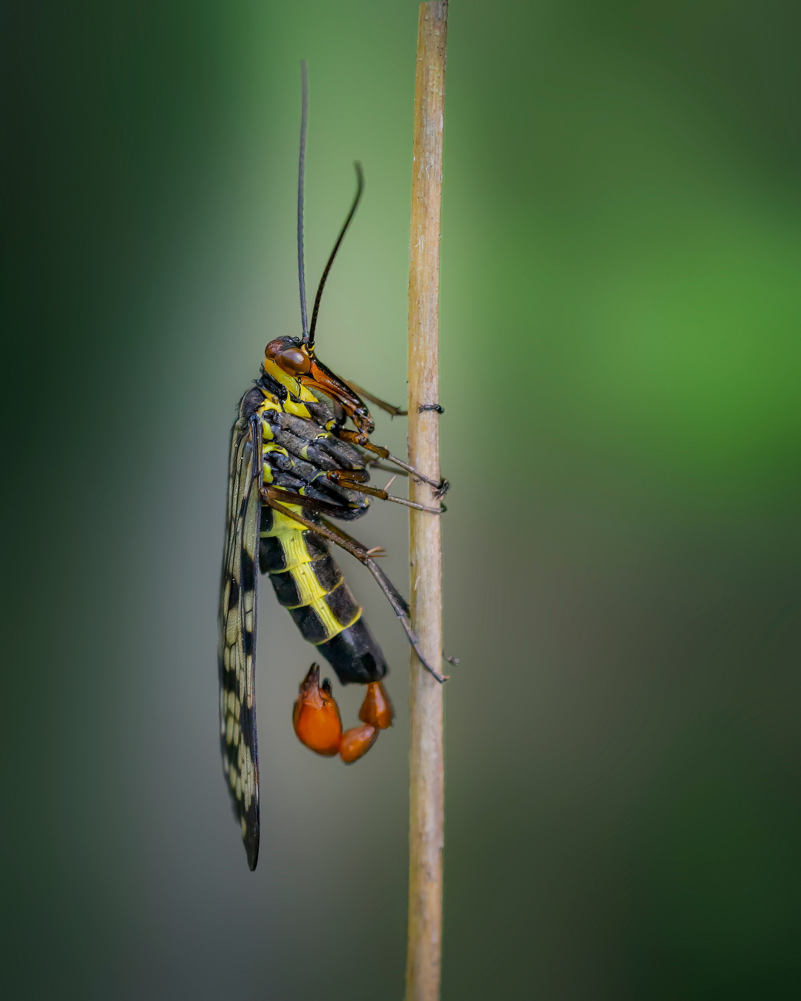 Mosca escorpión