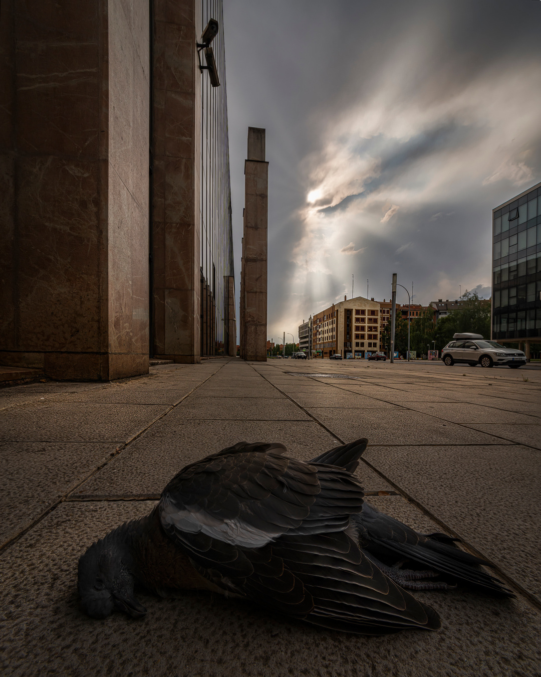 Nacen, crecen, se reproducen, y se chocan contra el cristal