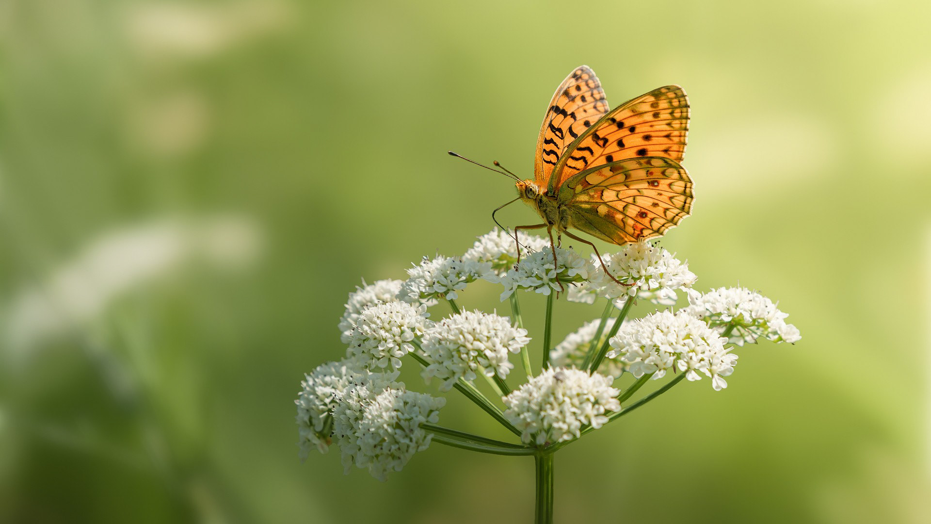 Primavera en los campos leoneses
