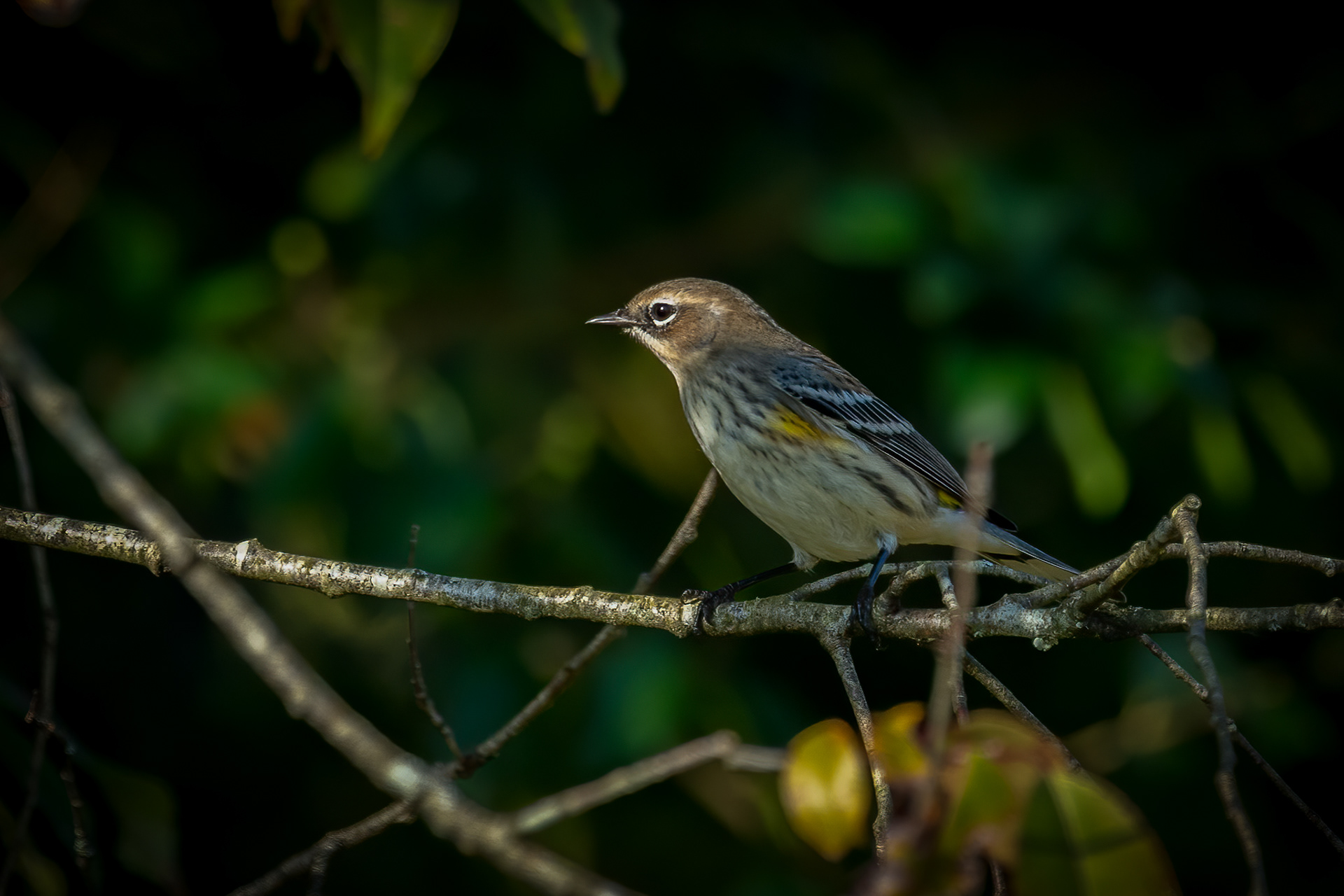 Immature (Myrtle) Yellow-rumped Warbler