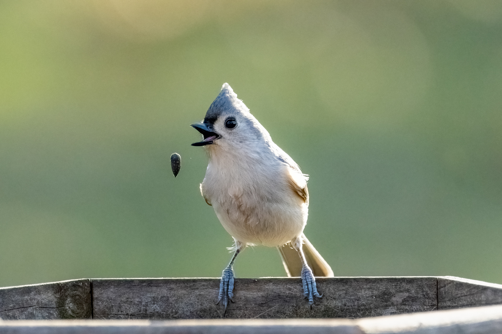 Tufted Titmouse