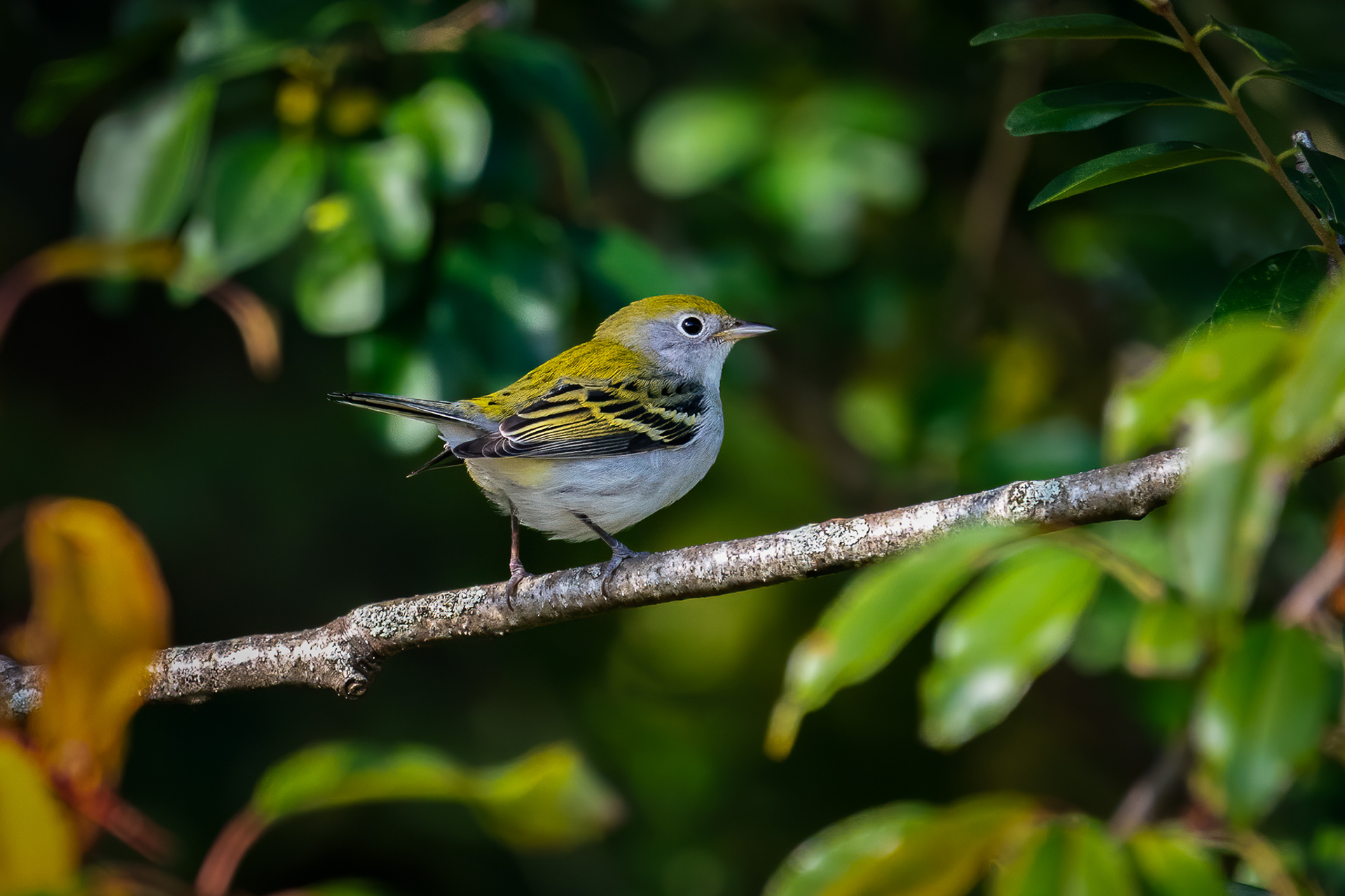 Female Chestnut-sided Warbler