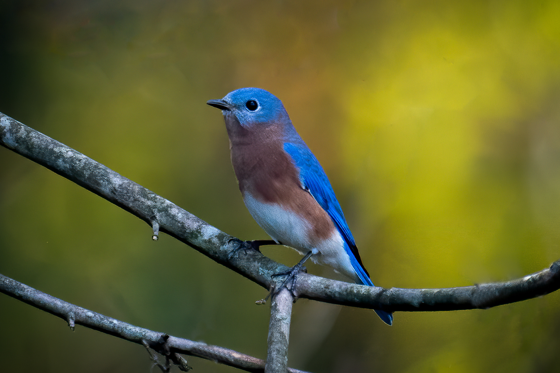 Eastern Bluebird