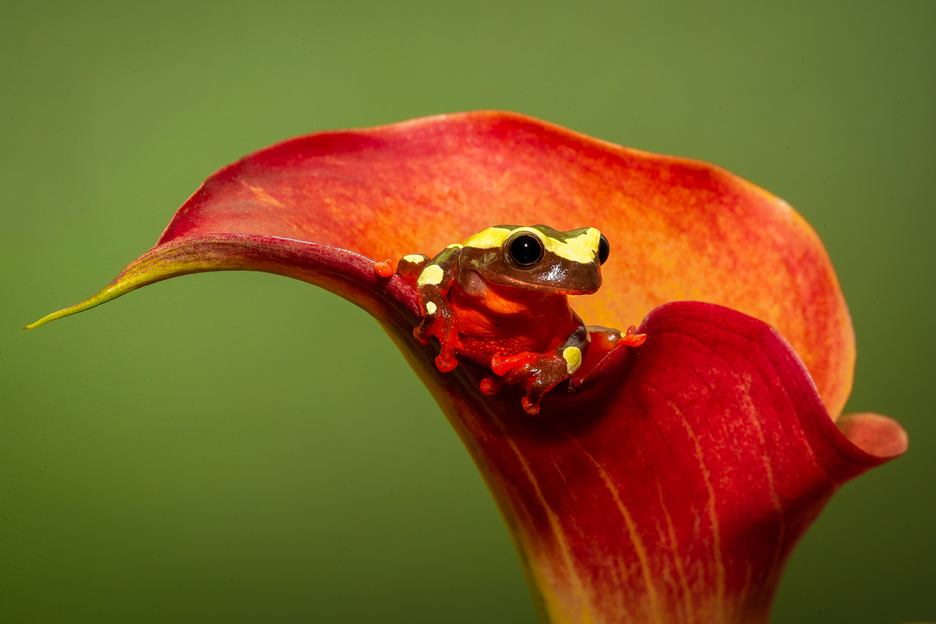 Clown Tree Frog