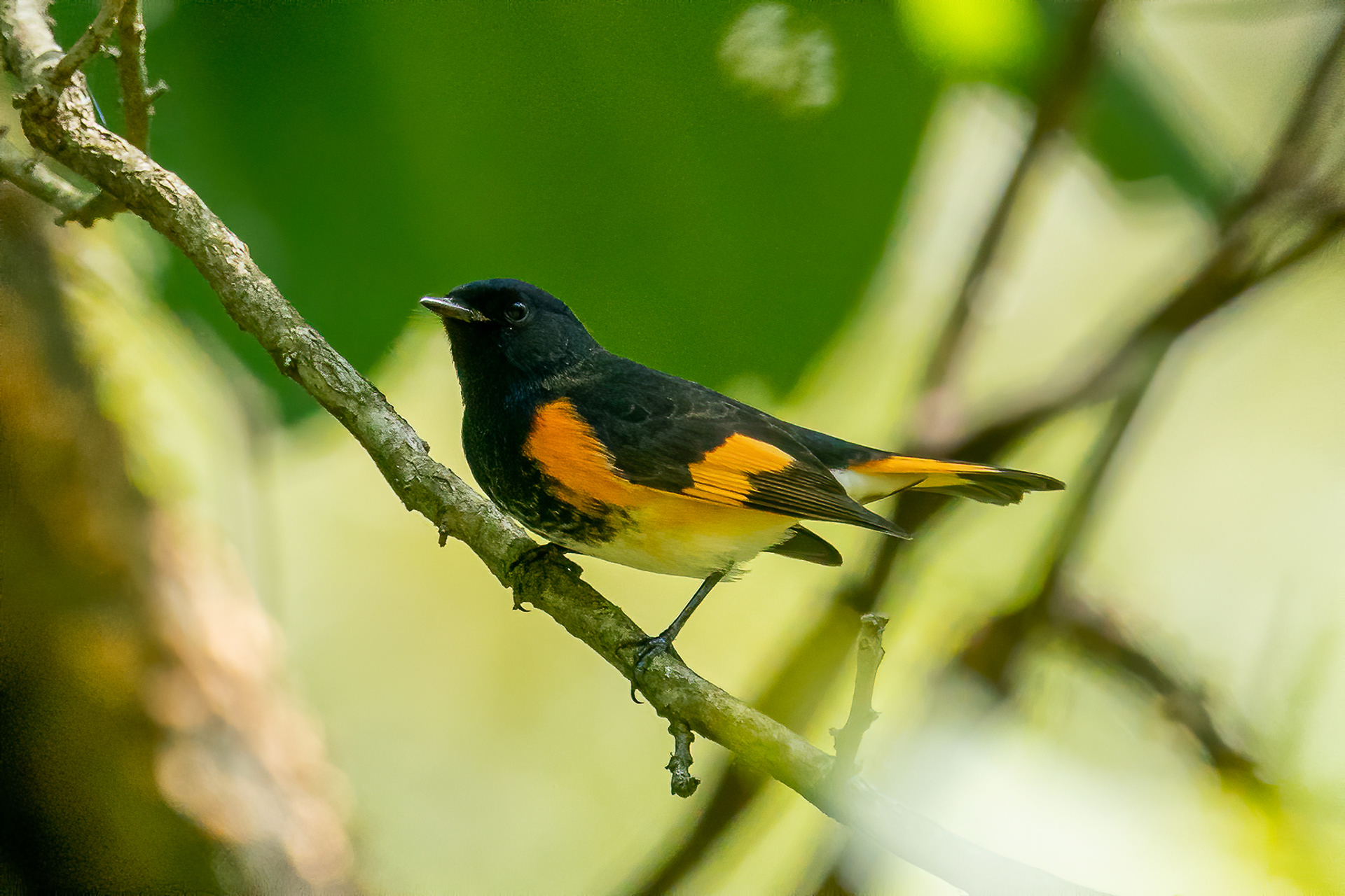 Male American Redstart