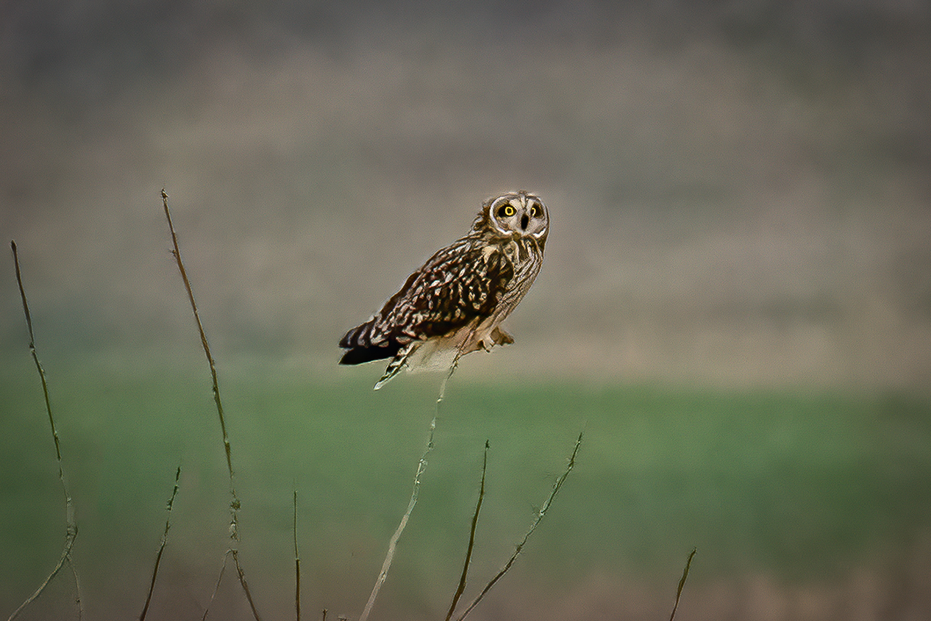 Short-eared owl
