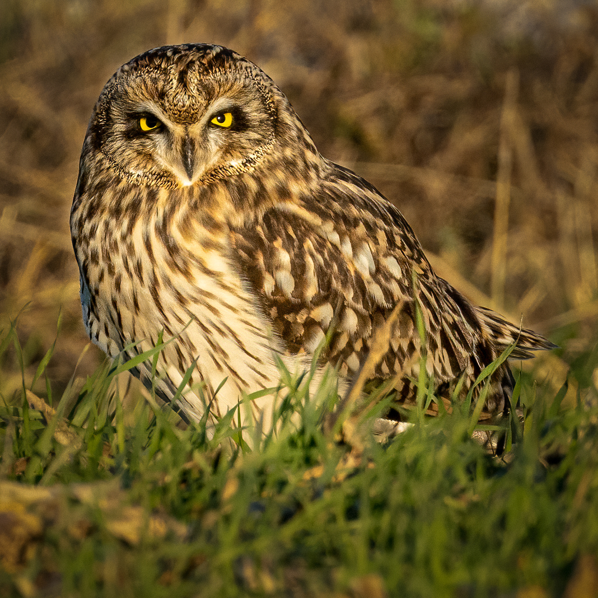 Short-eared owl