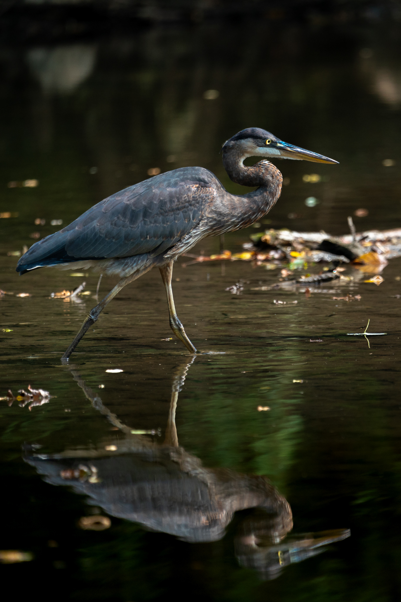 Great blue heron
