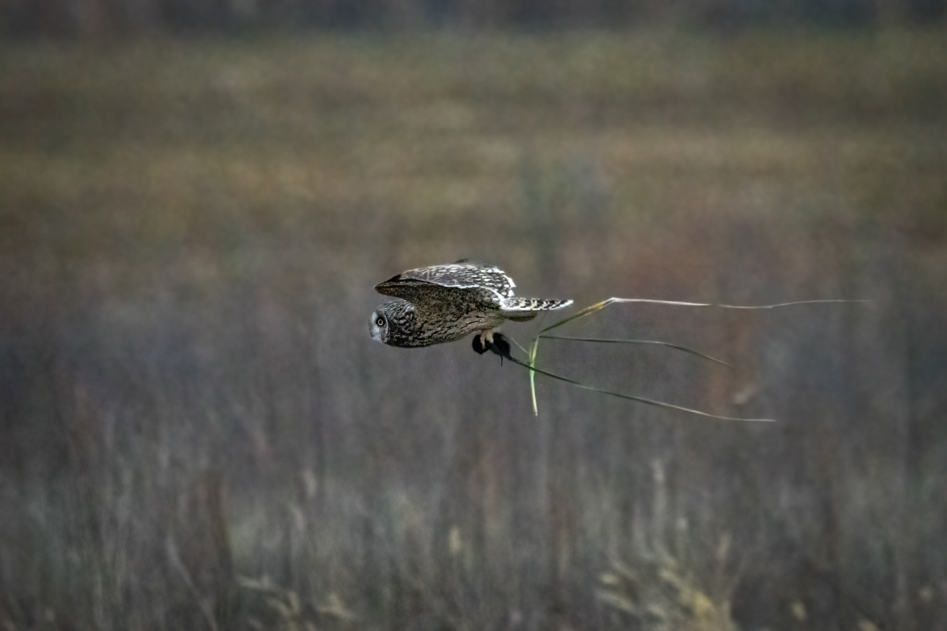 Short-eared owl