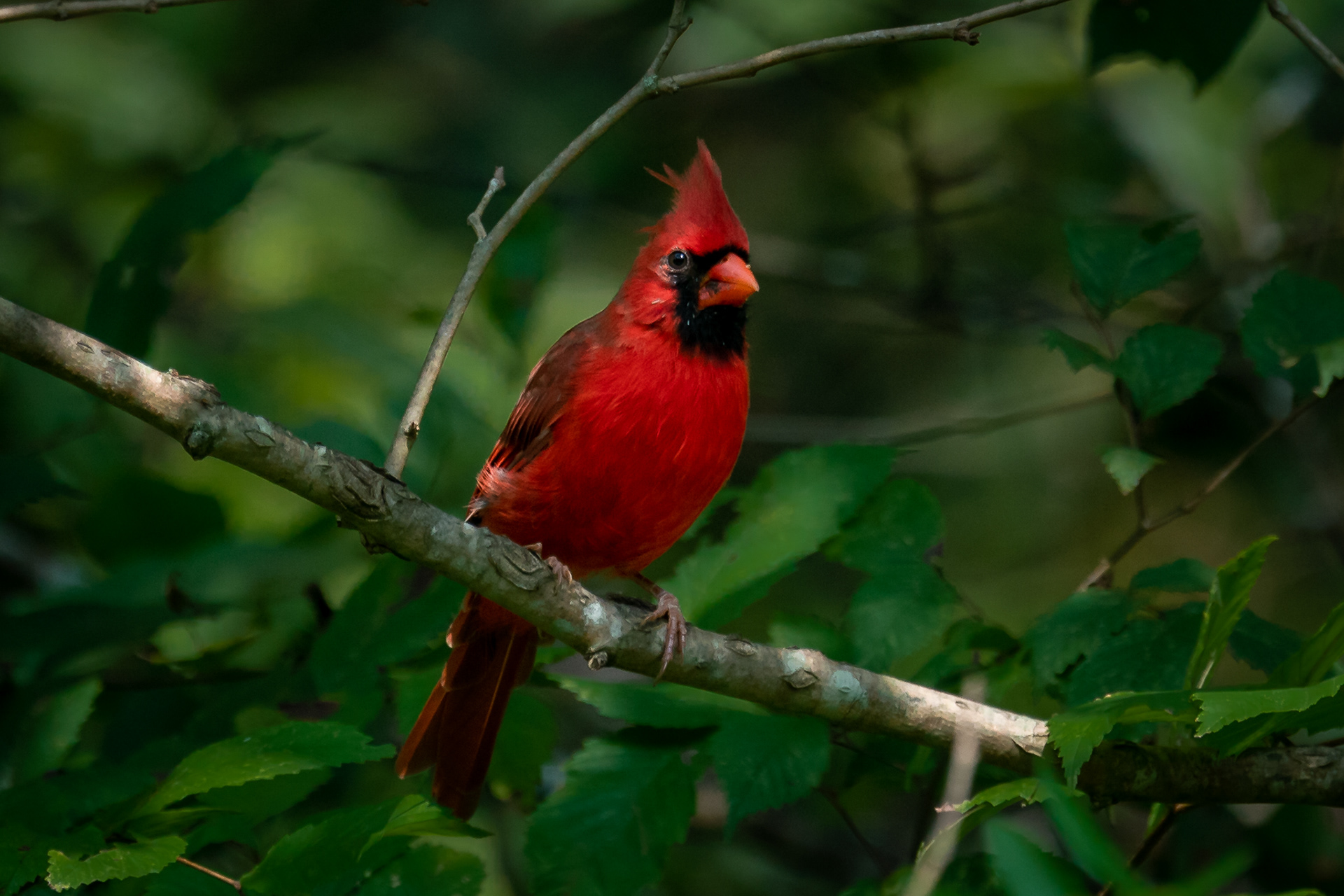 Northern Cardnial