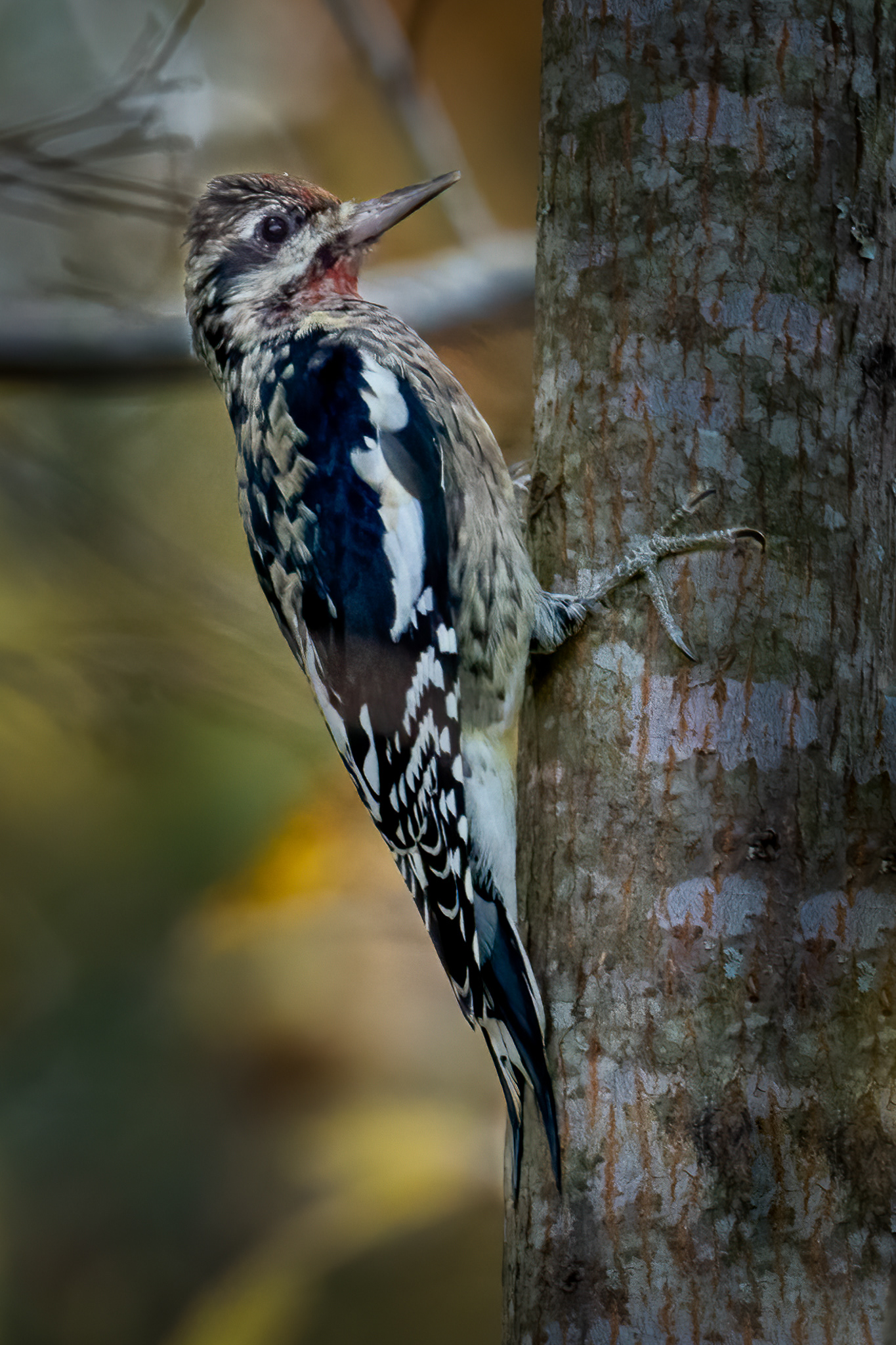 Male Downey Woodpecker