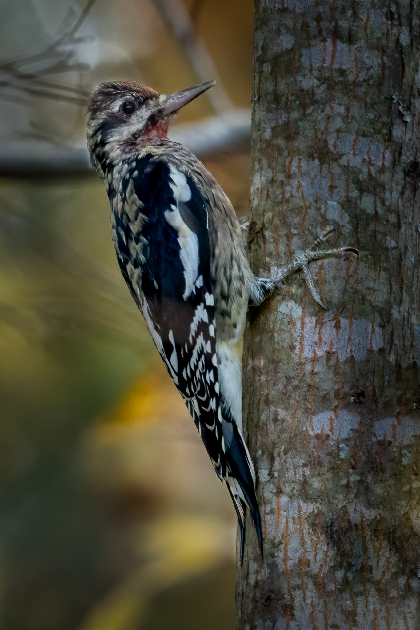 Yellow-bellied Sapsucker