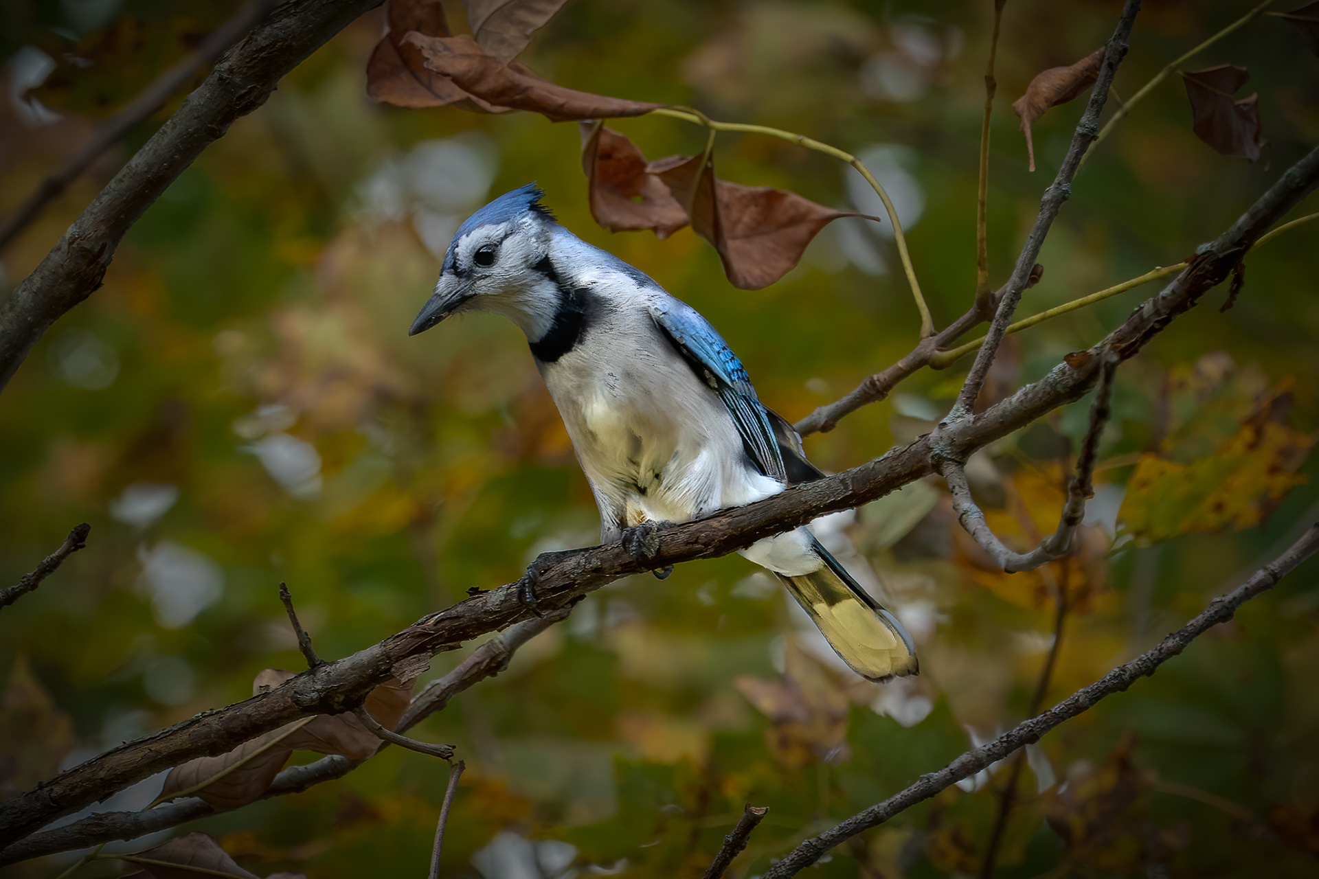 Blue Jay